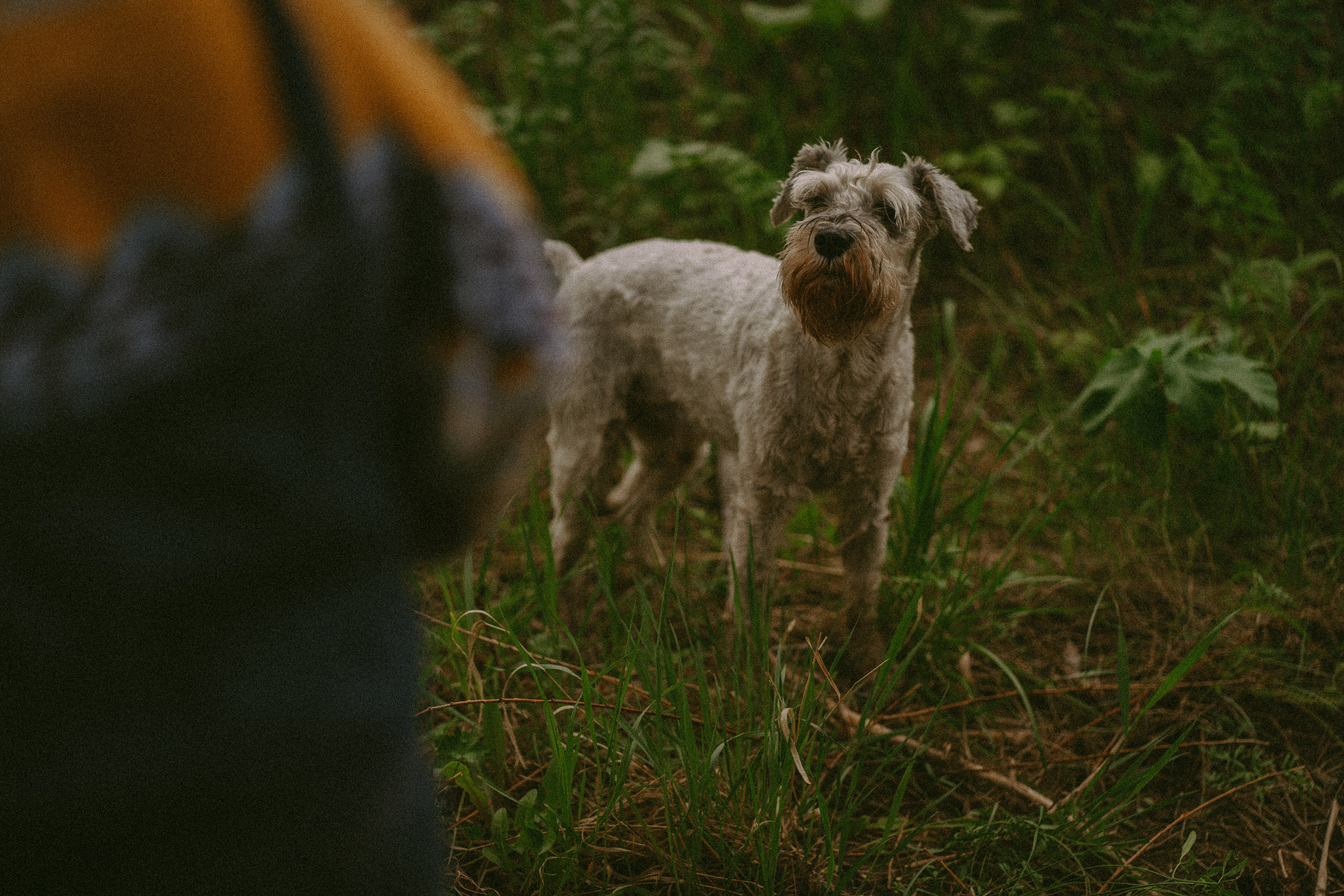 Когда деревья были большими. Семейный фотограф в Калининграде Елена Глазунова