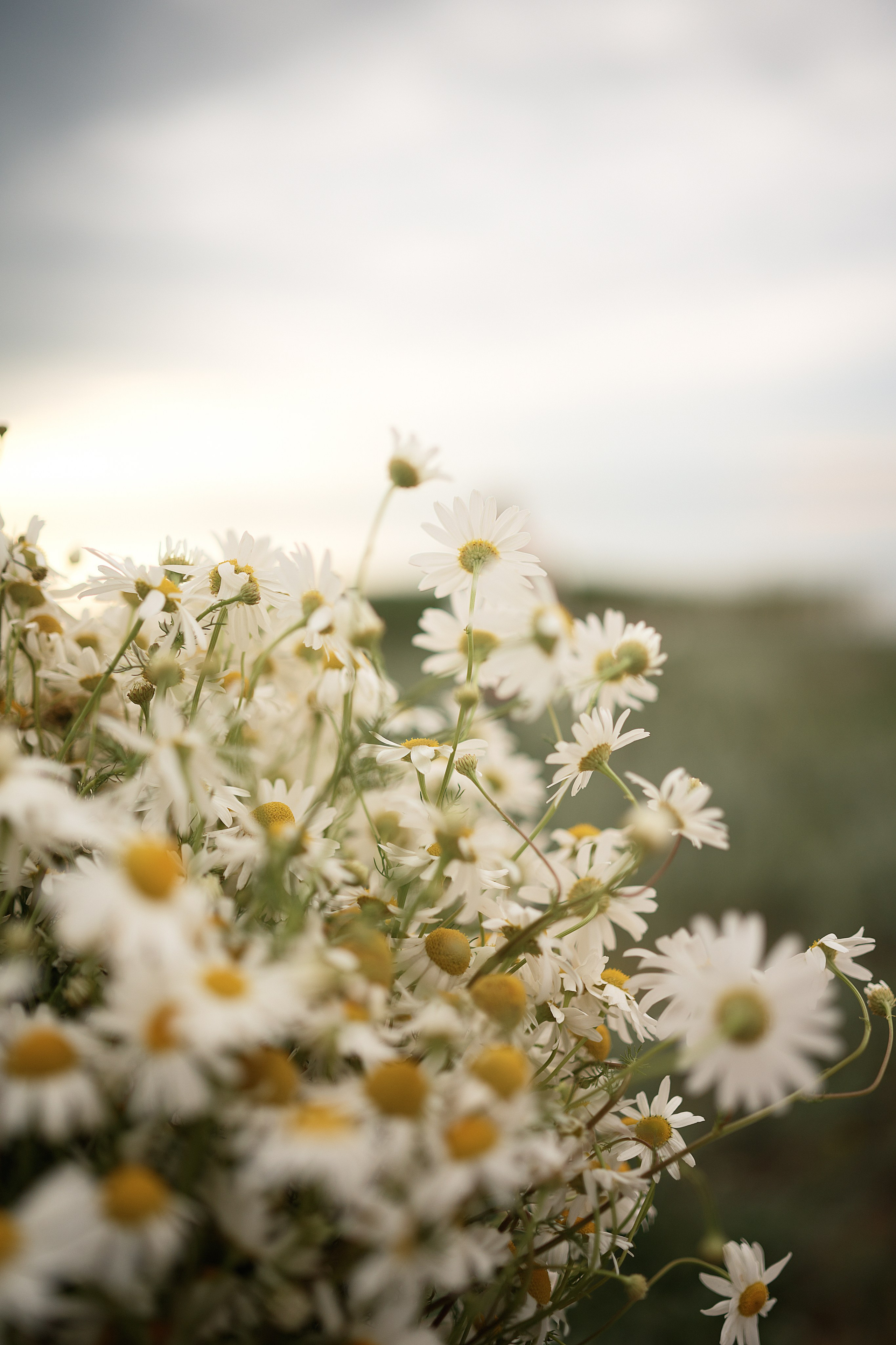 Прогулка с пушистиком. Портретный фотограф в Саратове Кристина Бузаева