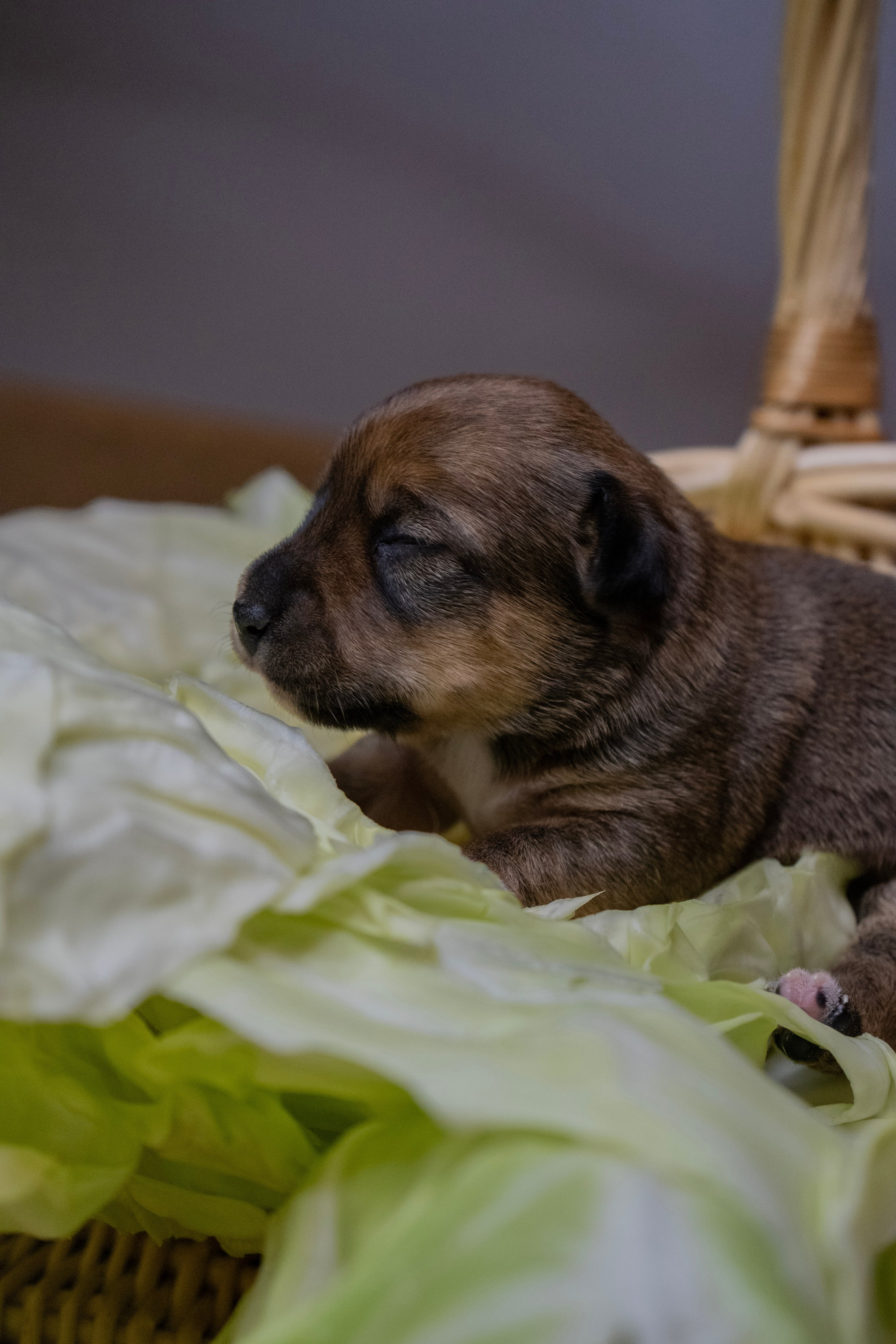 Фотосессии Пушистиков. Фотограф в Санкт-Петербурге Виктория Барышникова