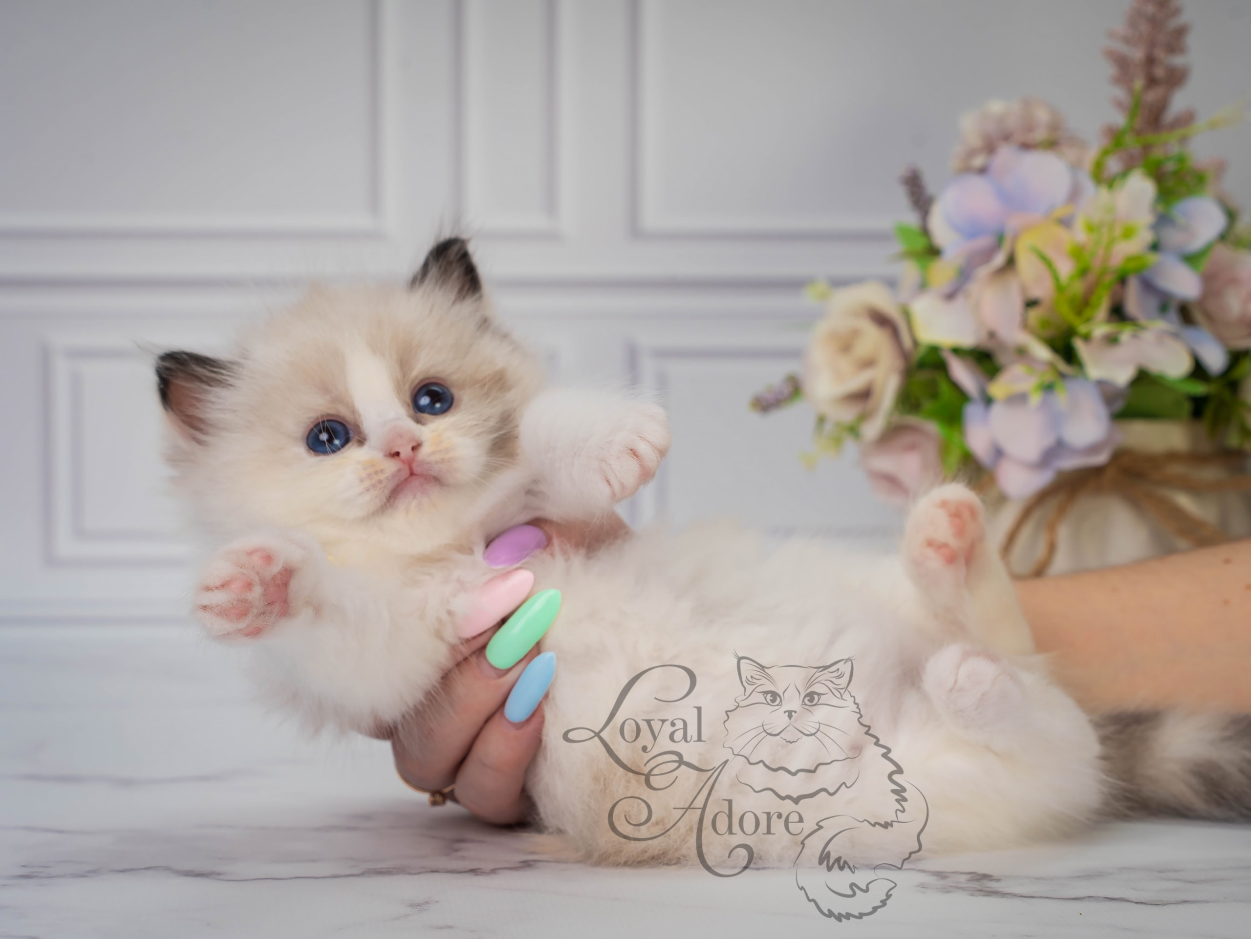 Котята рэгдолл от Loyal Adore. Питомник рэгдолл Loyal Adore