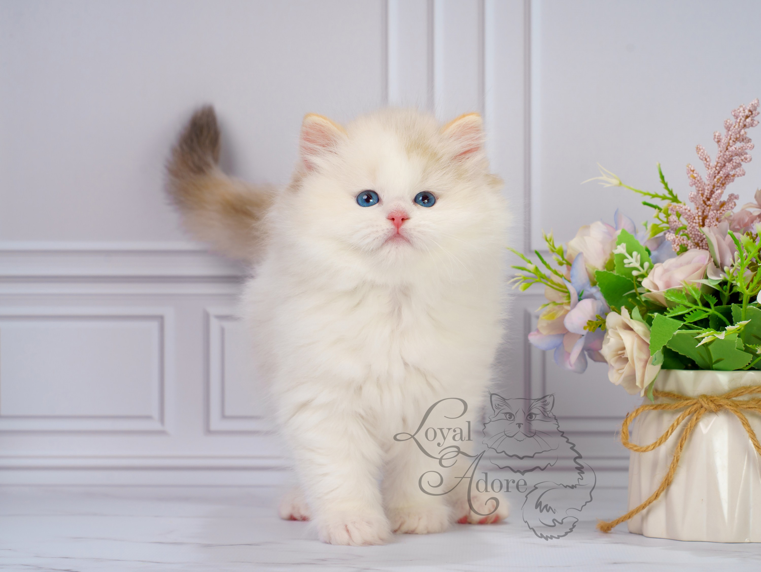 Котята рэгдолл от Loyal Adore. Питомник рэгдолл Loyal Adore