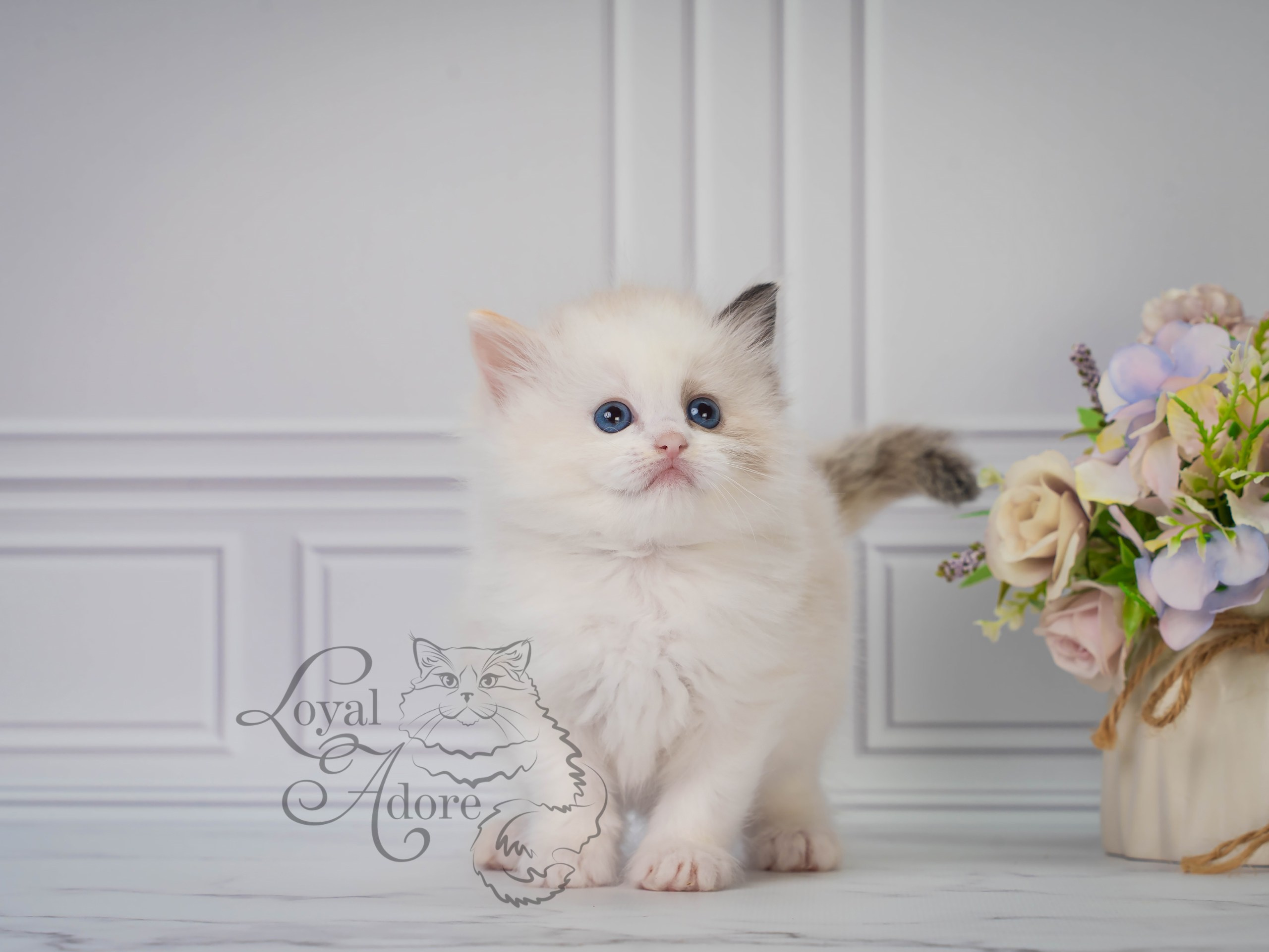 Котята рэгдолл от Loyal Adore. Питомник рэгдолл Loyal Adore