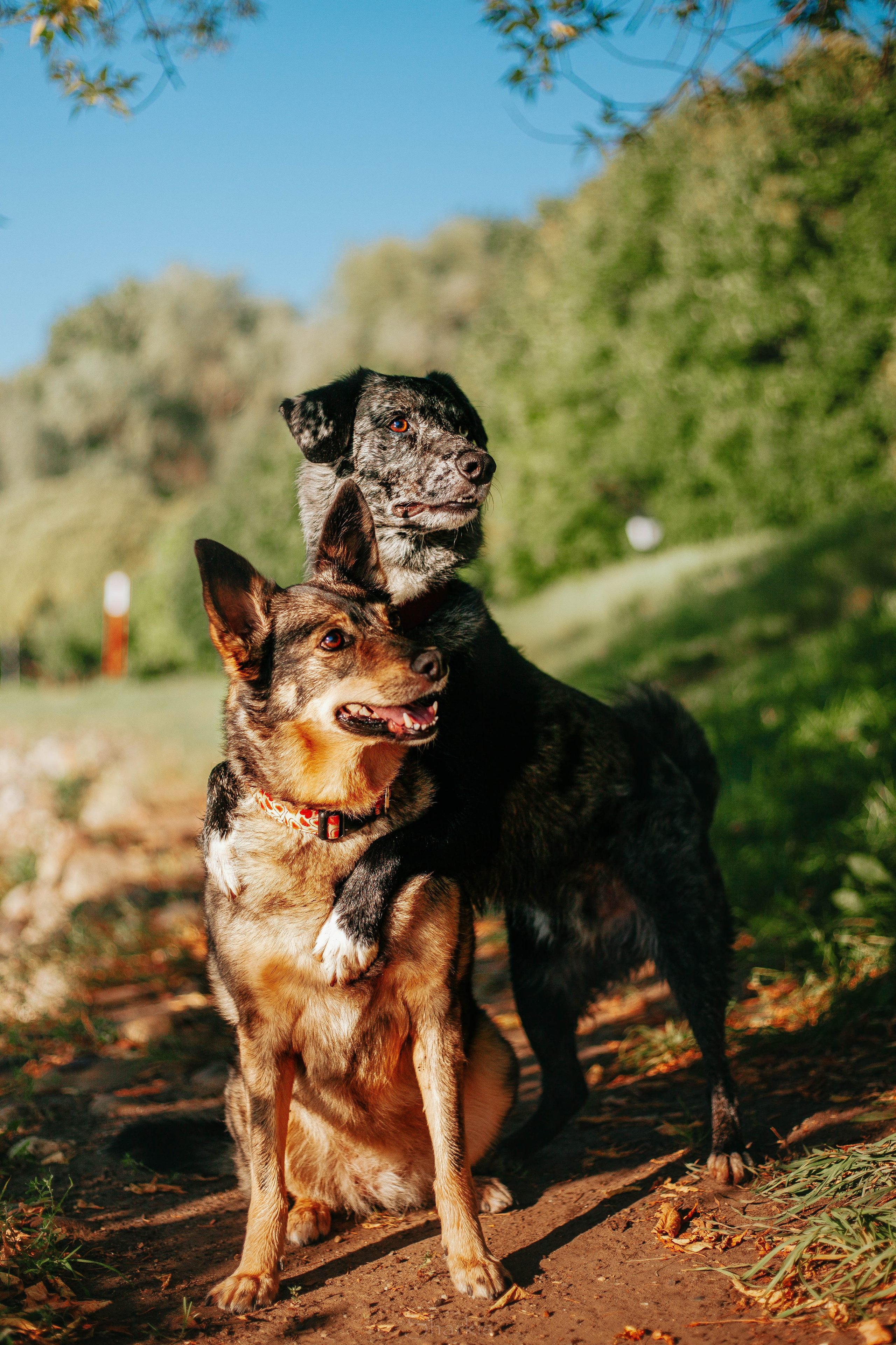 Вега и Гриша. Главная