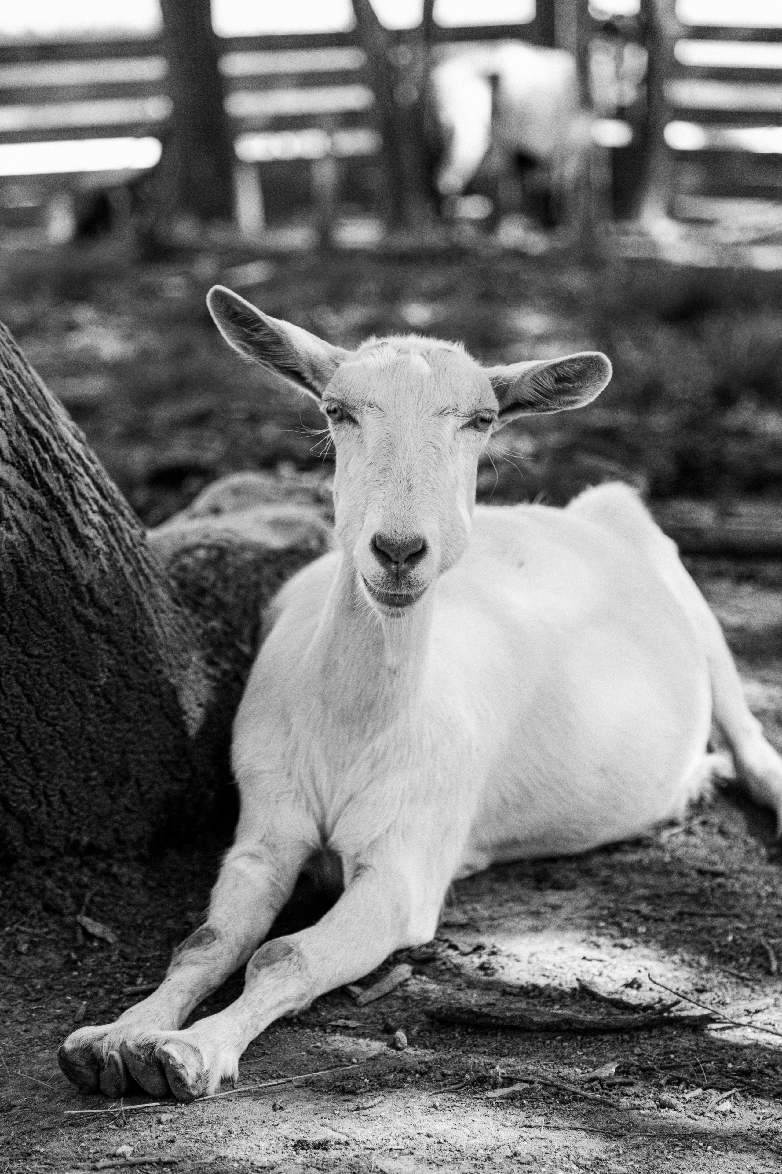 Элла Ферма. Юлия Космо — фуд-фотограф, предметный стилист, Москва