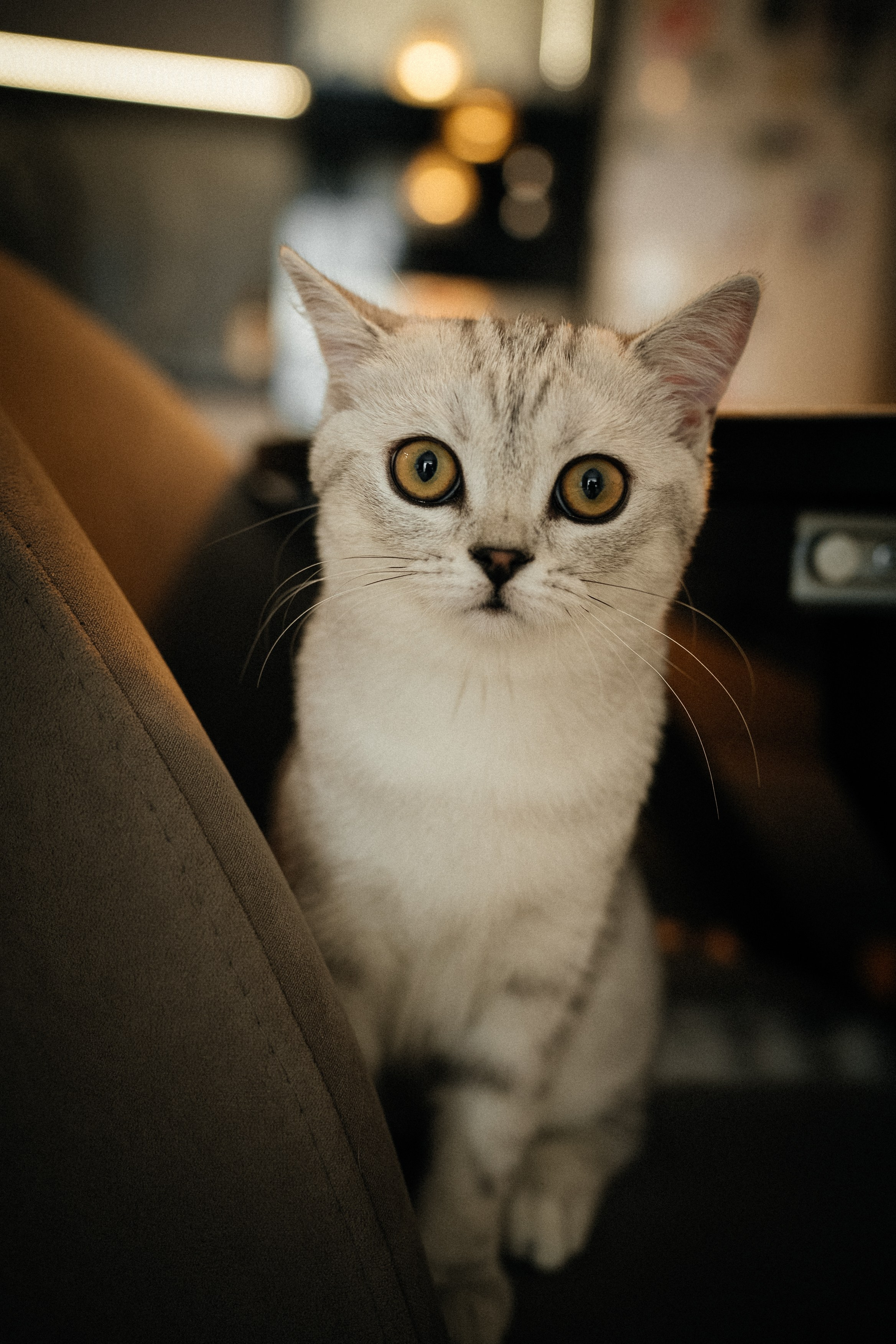 Семья Ксении и Максима. Фотограф | Юлия Арт| Обучение