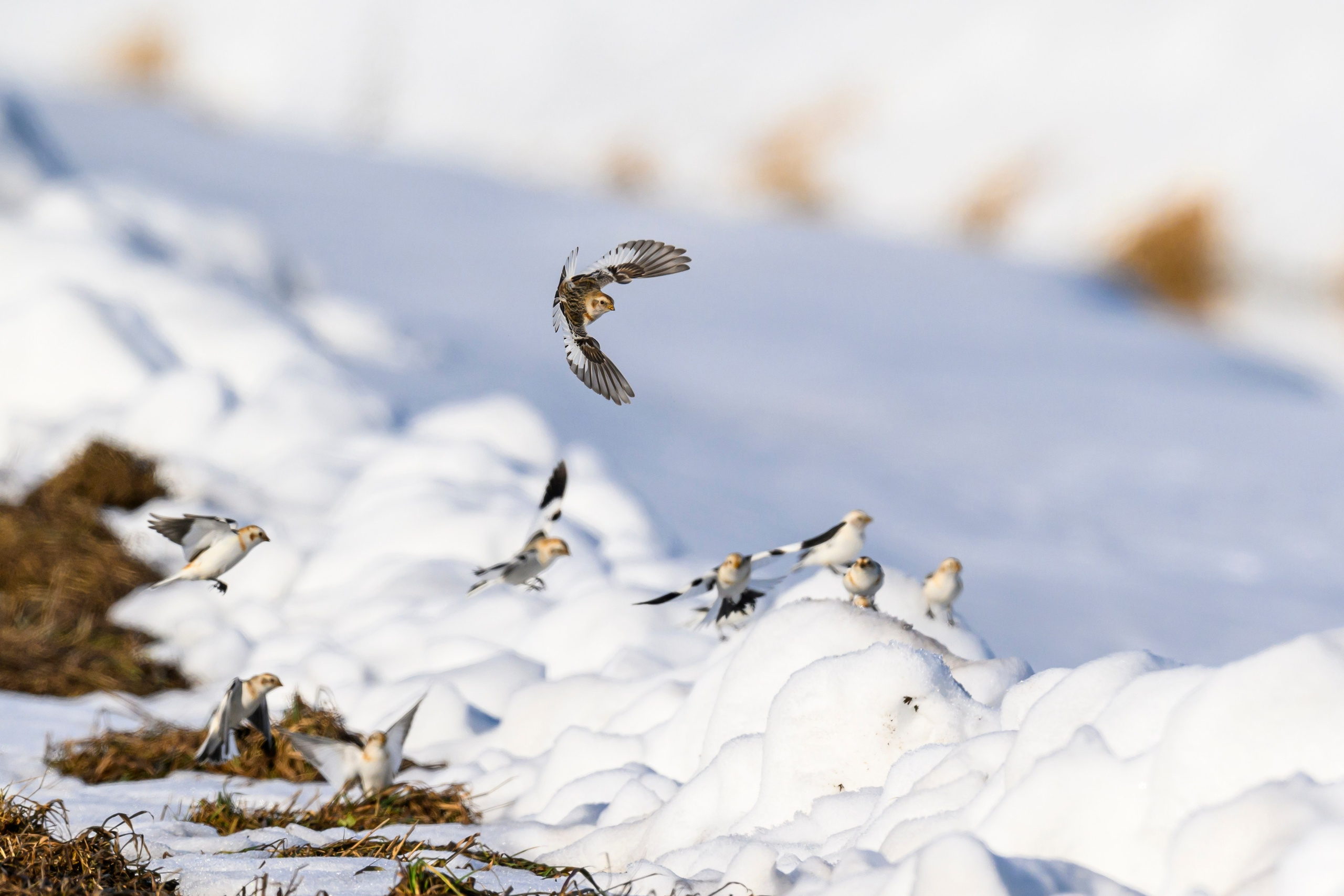 Весна пришла! Пуночки. Фотограф Сергей Пупонин