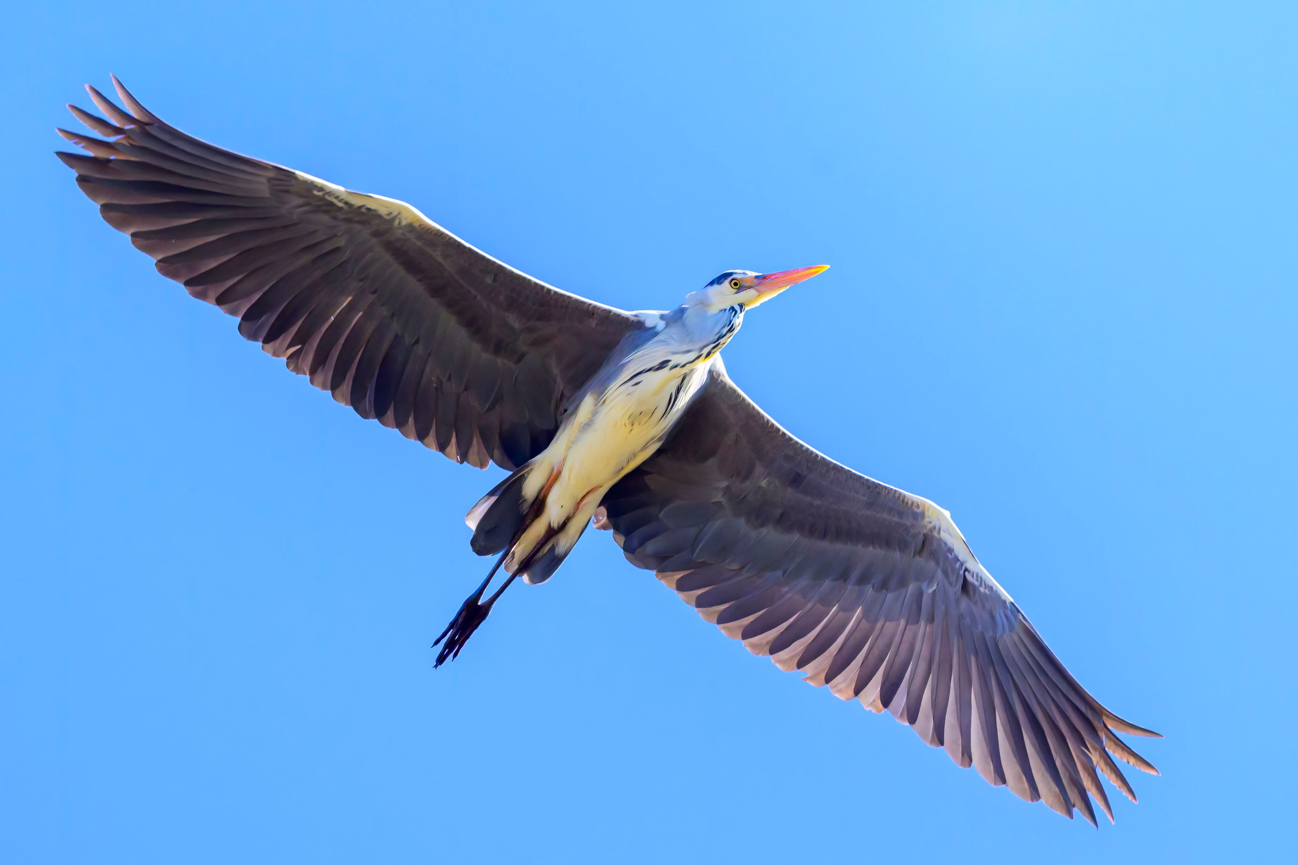 Норка и водоплавь. Фотограф Сергей Пупонин