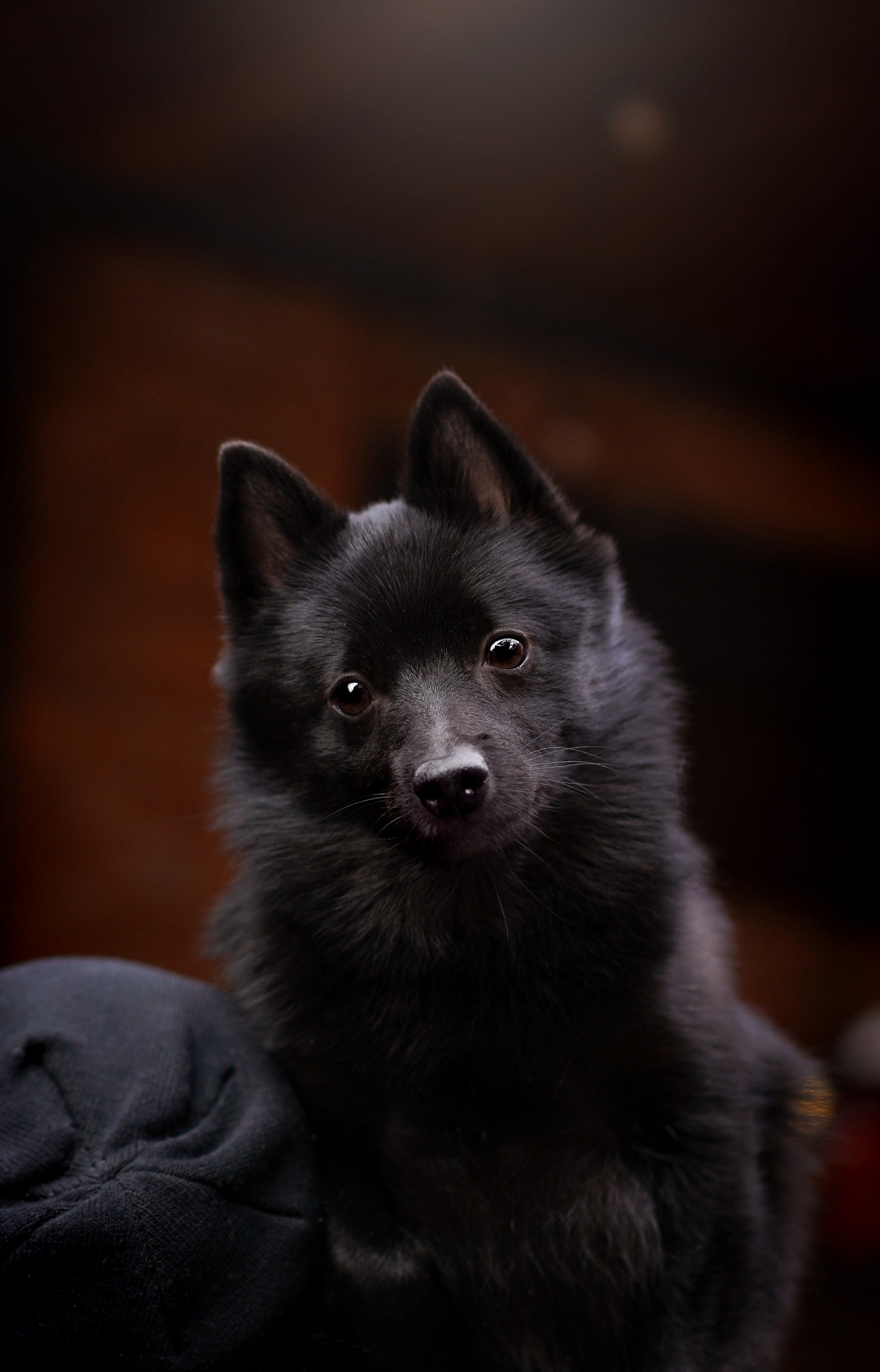 Аня Арчи и Мишель. Фотограф-анималист в Санкт-Петербурге Яна Мартынова