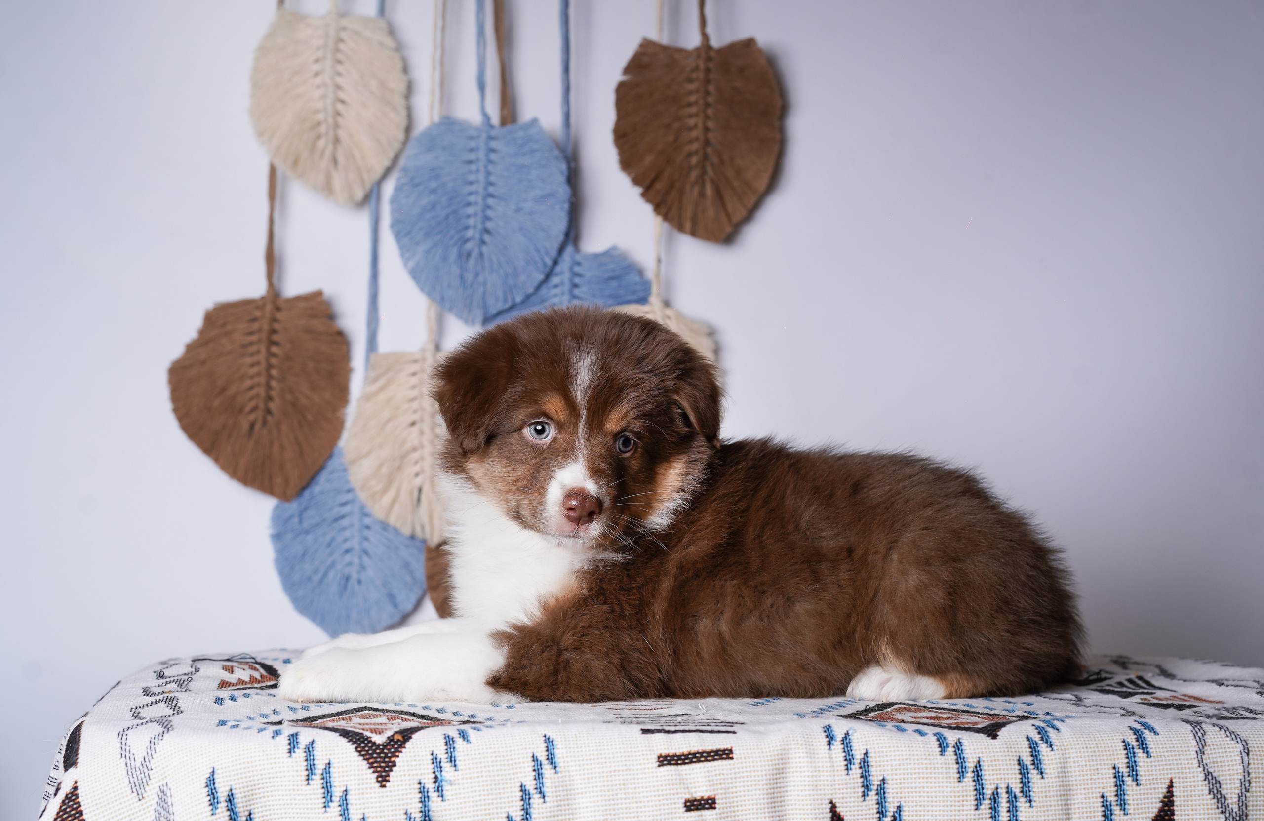 Щенки аусси. Фотограф-анималист в Санкт-Петербурге Яна Мартынова