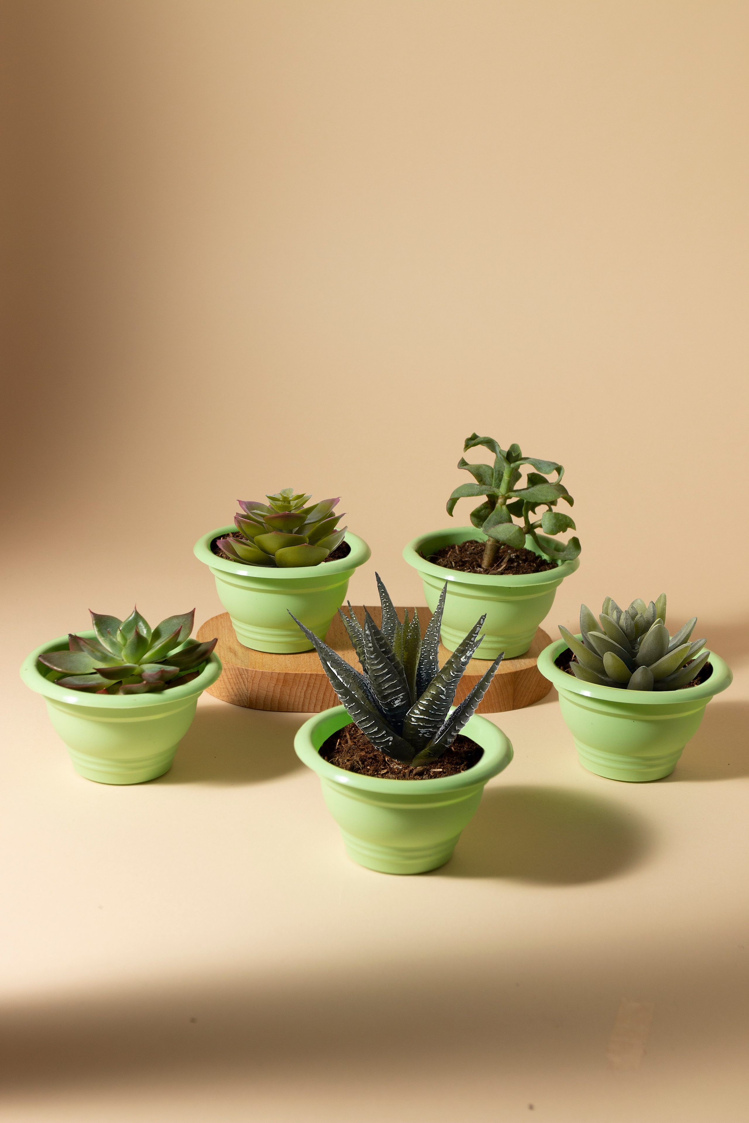 Цветочные горшки. Фотограф Злата Спицына