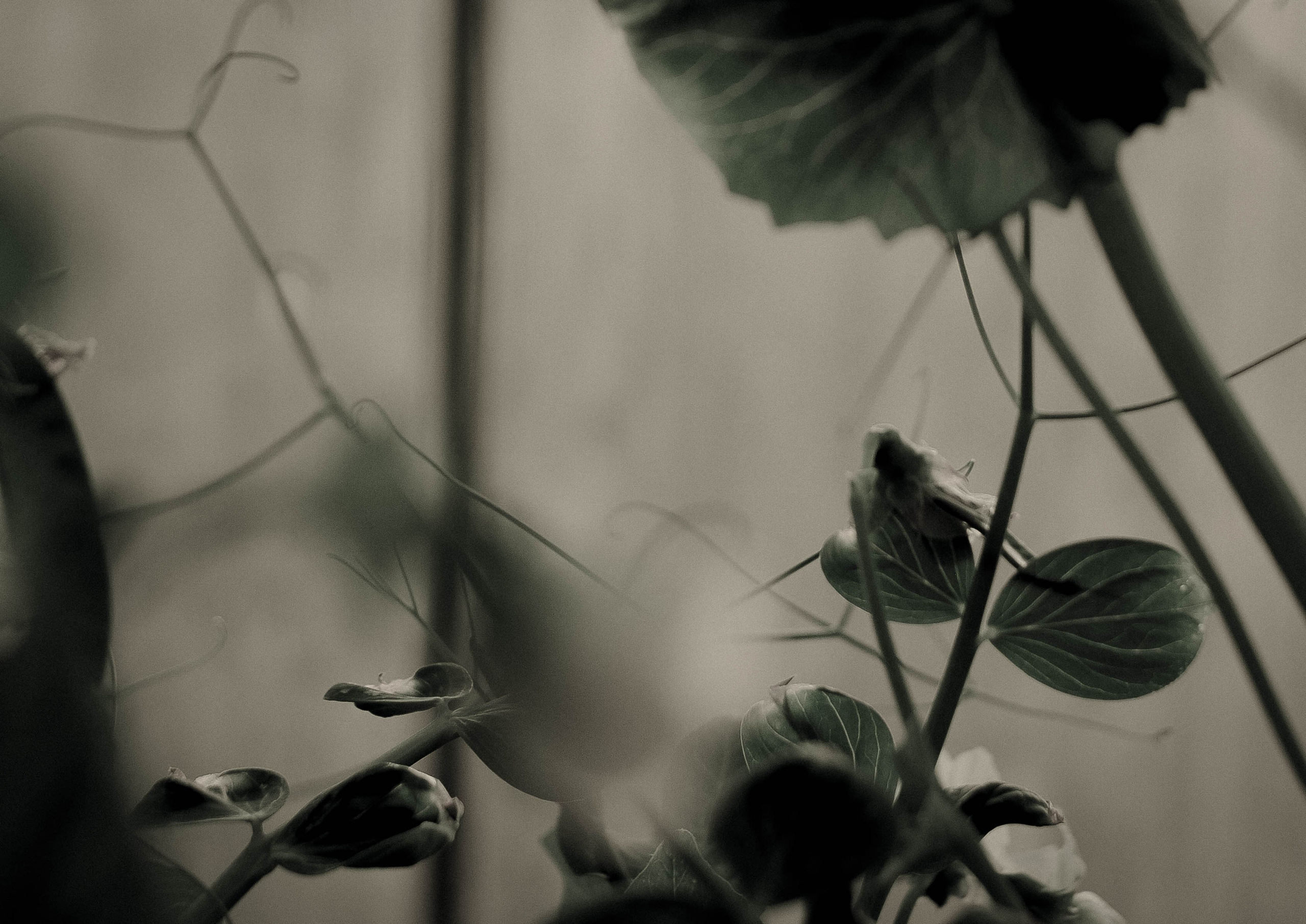 Курс «Психология на грядке». АRТ&PSY | Искусство психологии