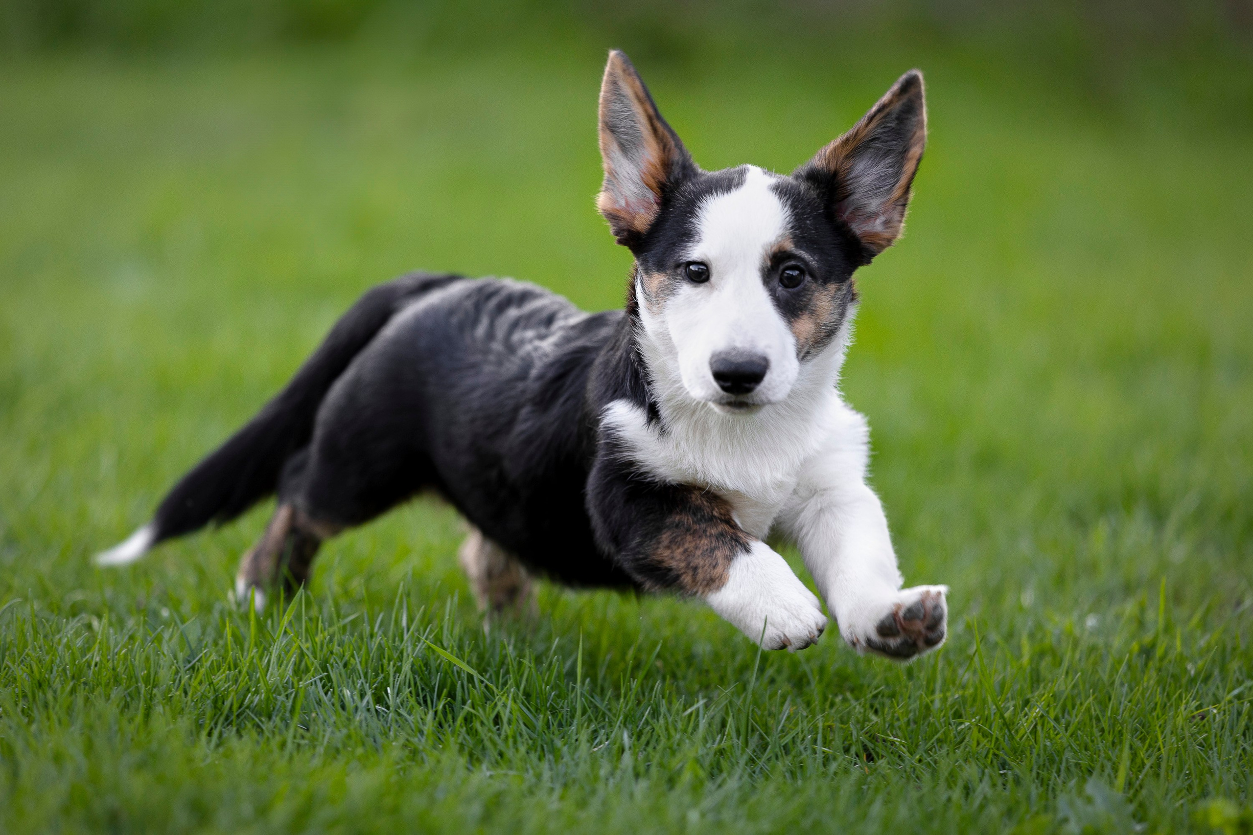 Вельш Корги Кардиган. Фотограф анималист, семейный фотограф, фотограф собак Комратова Мария. г. Москва