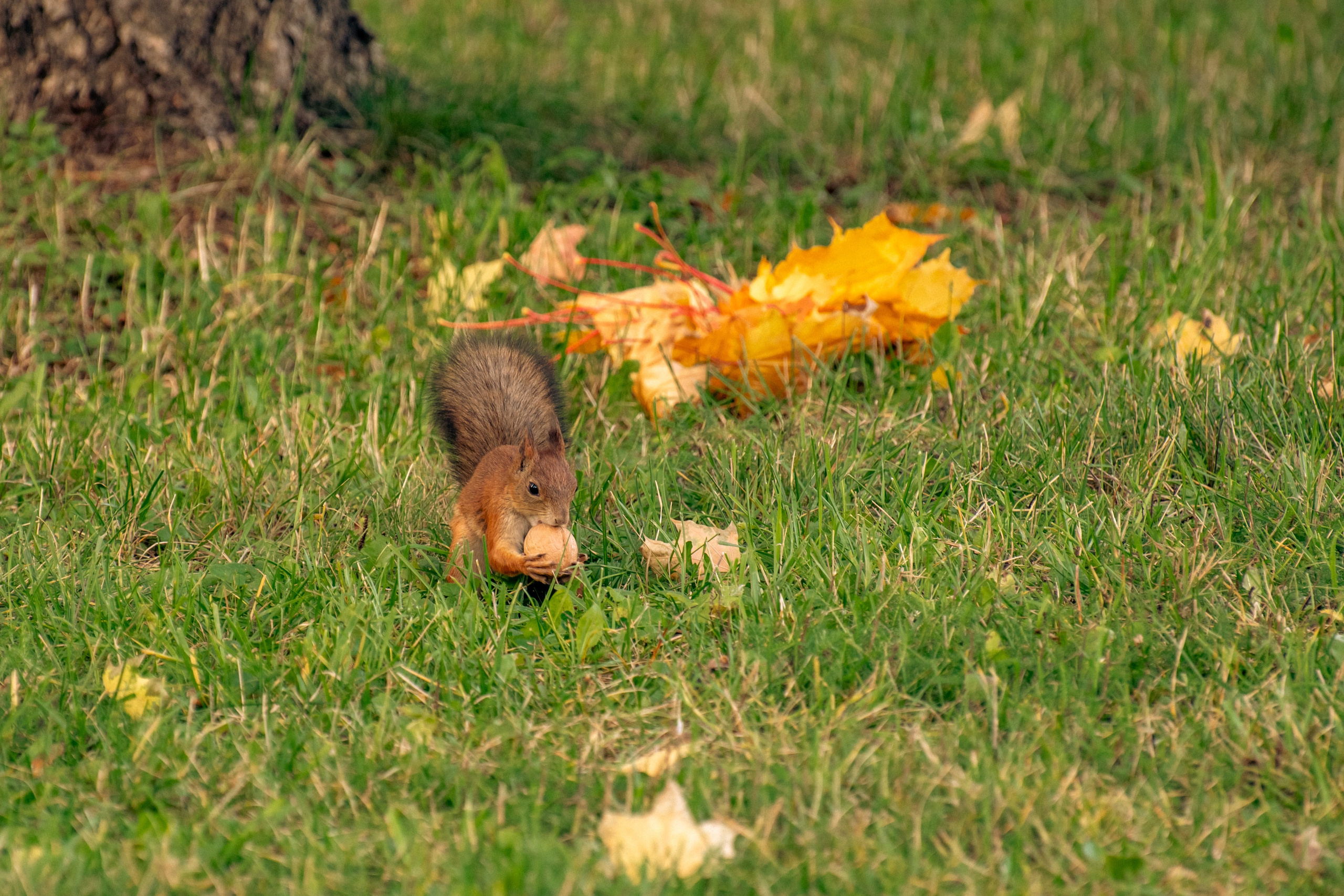 20211003 Поклонка. Дмитрий Ремизов. Фотография, как хобби