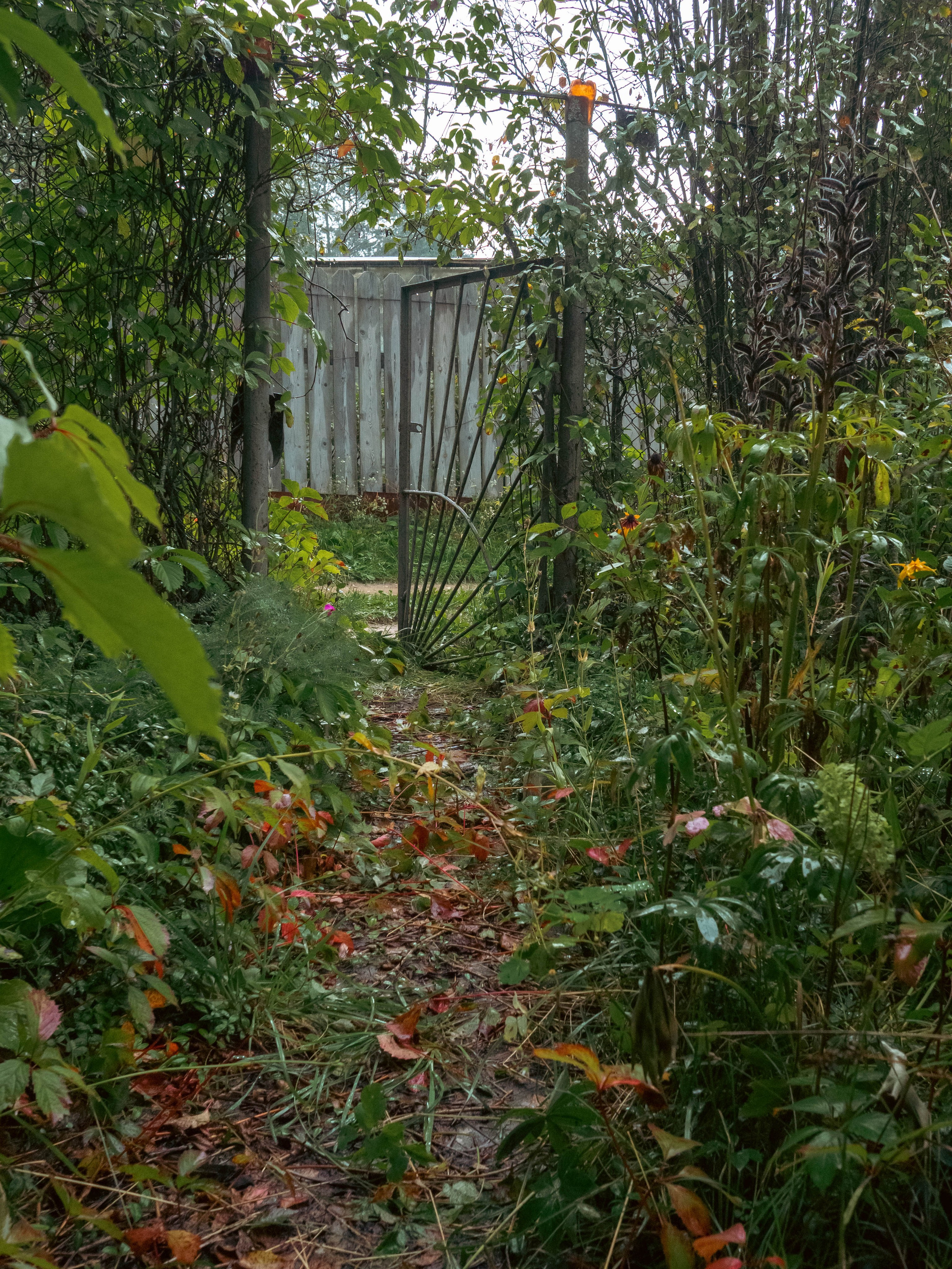 20230916 Дача. Дмитрий Ремизов. Фотография, как хобби