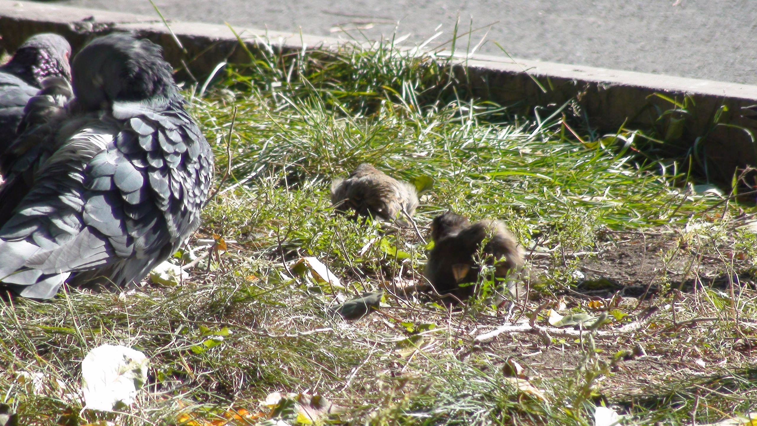 Песочные фигуры с Рускалевы 20.09.2009. Семейный, Свадебный фотограф СПБ Питер— Романова Екатерина