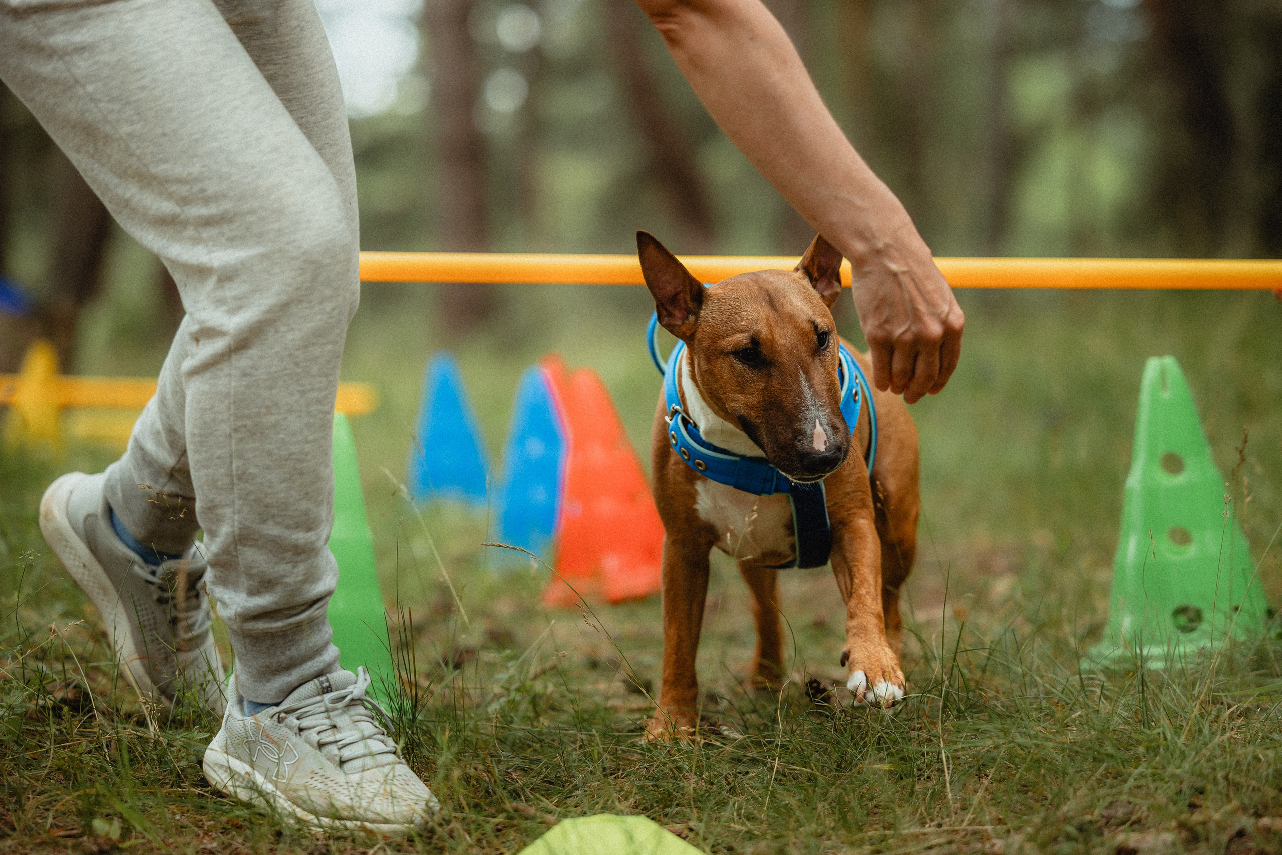 Выездной дог-тренинг от школы «Шерсть имею»