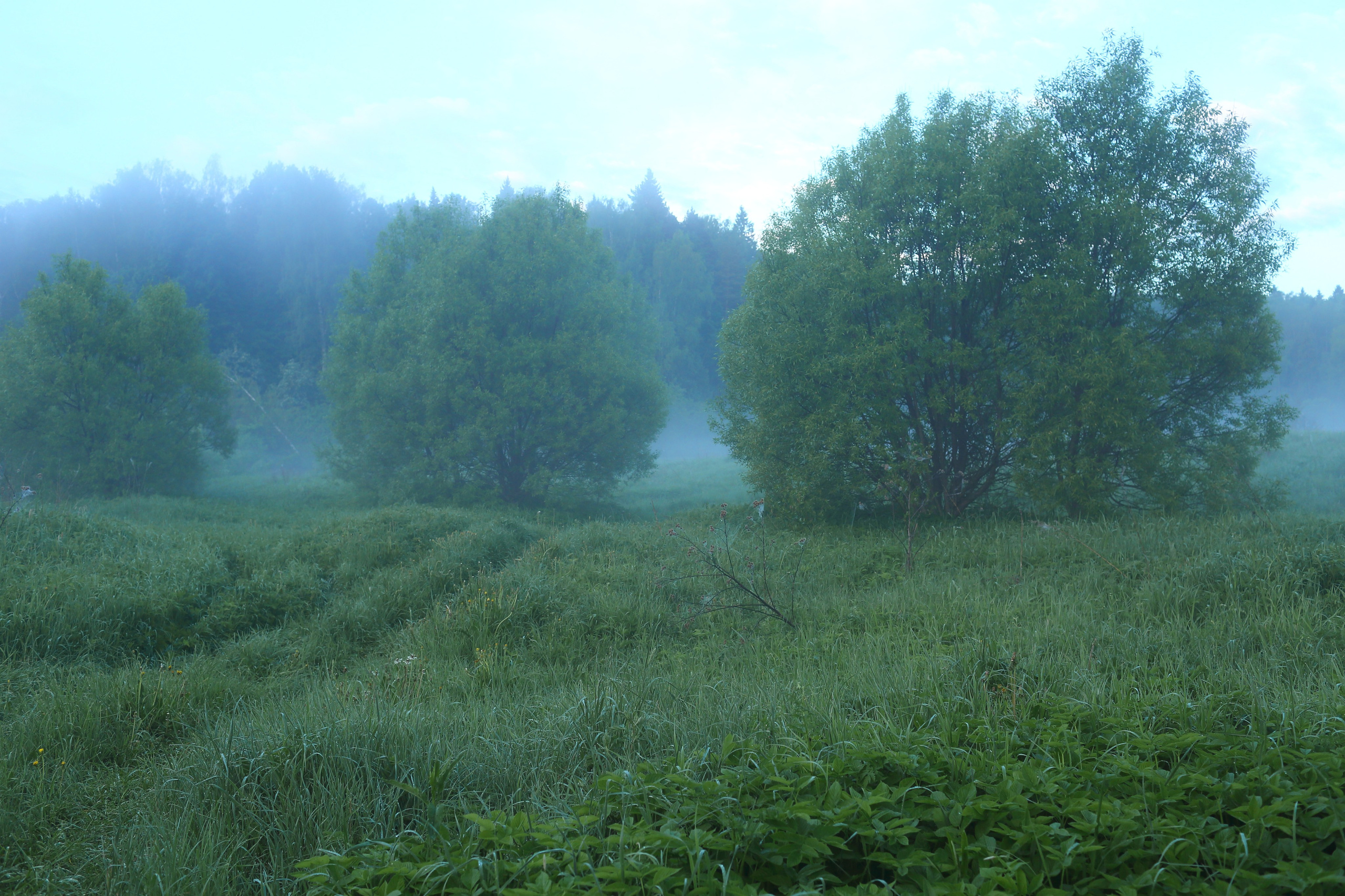 Туманным утром. Свадебный и репортажный фотограф в Ярославле и Санкт-Петербурге Роман Микрюков