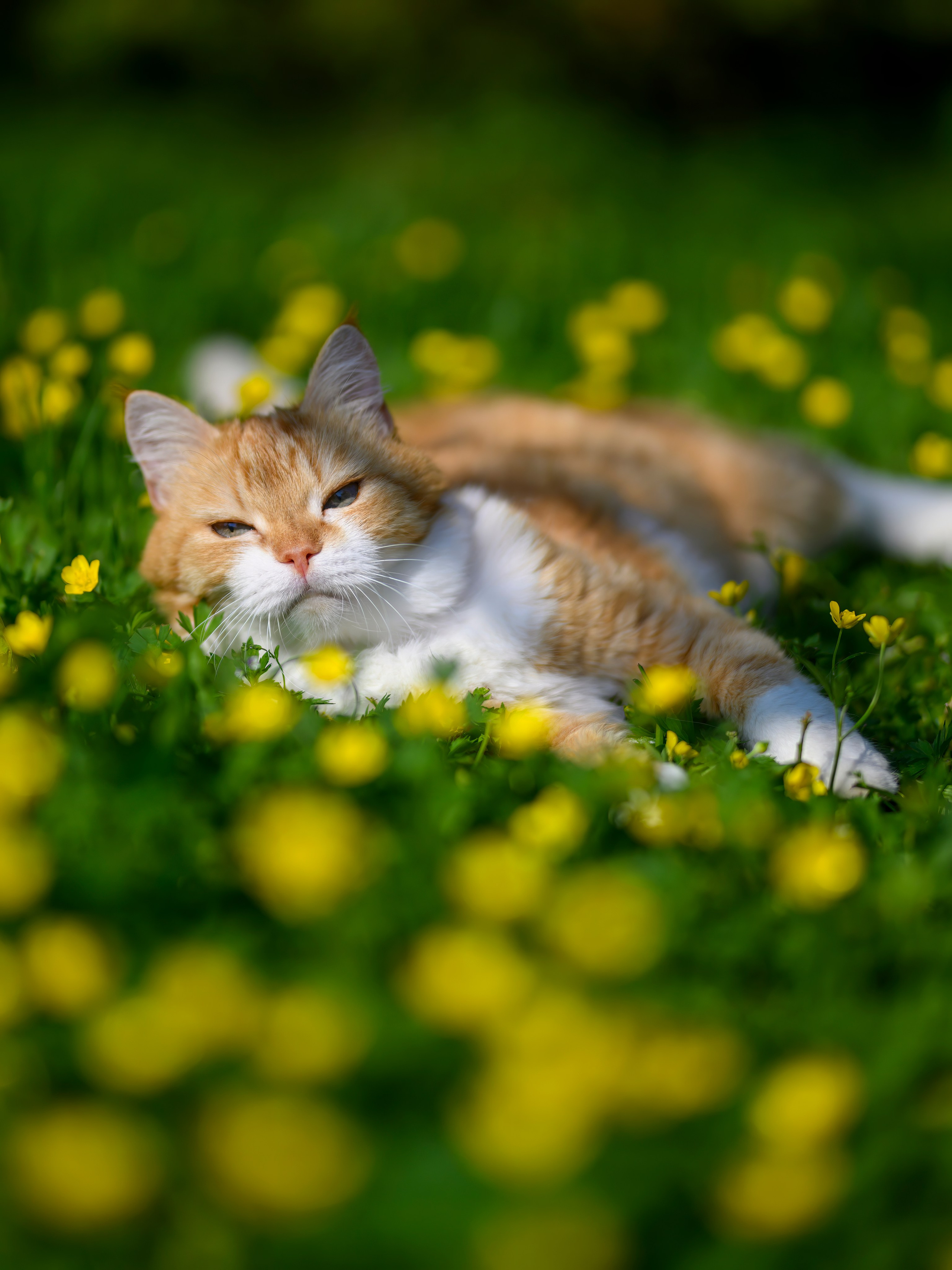 Рыжий!. Wildlife photography by Sergey Puponin