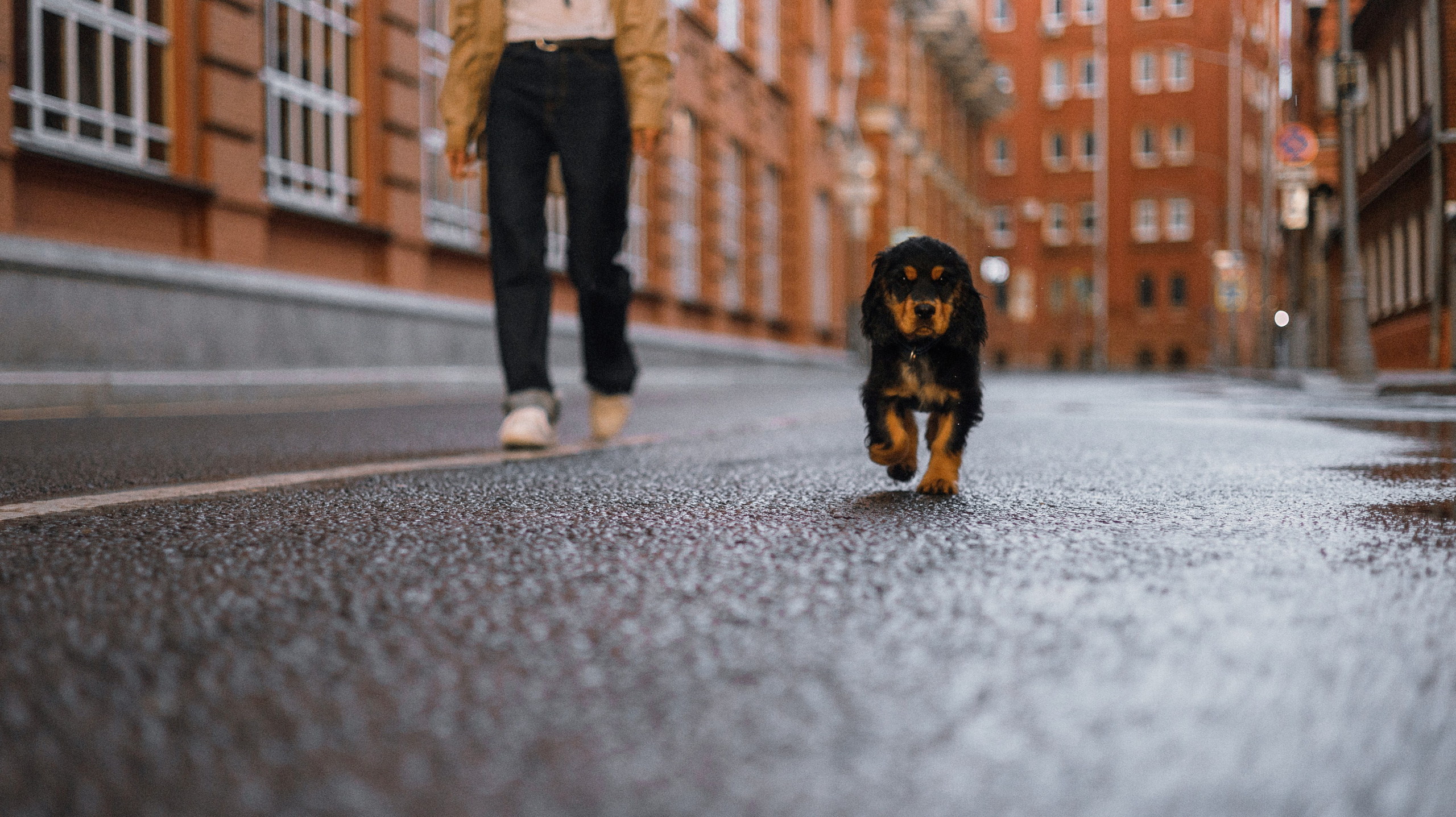 Аня и Ривер. Фотограф-анималист Богданова Полина