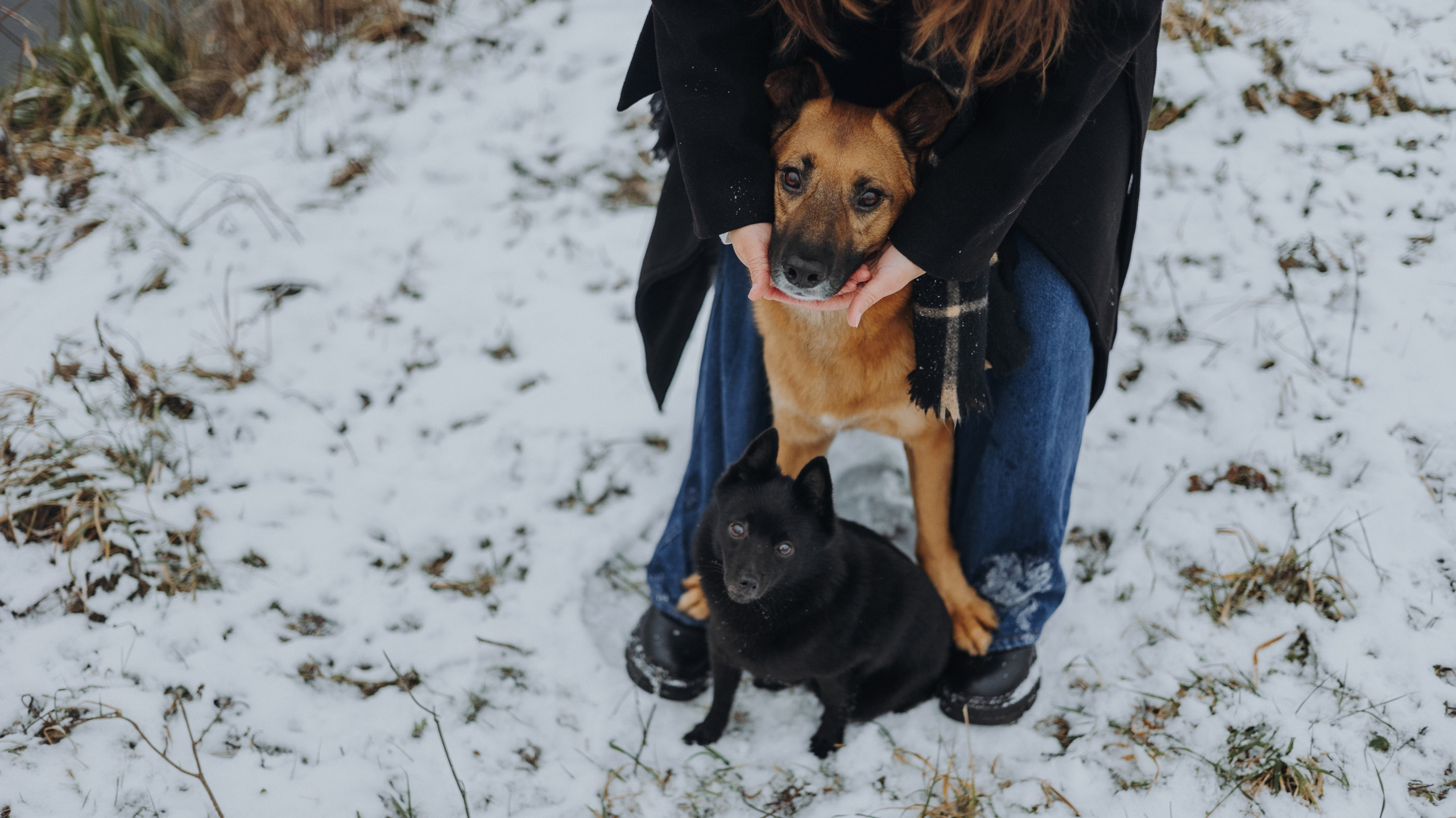 Юля, Лара и Йоми. Фотограф-анималист Богданова Полина