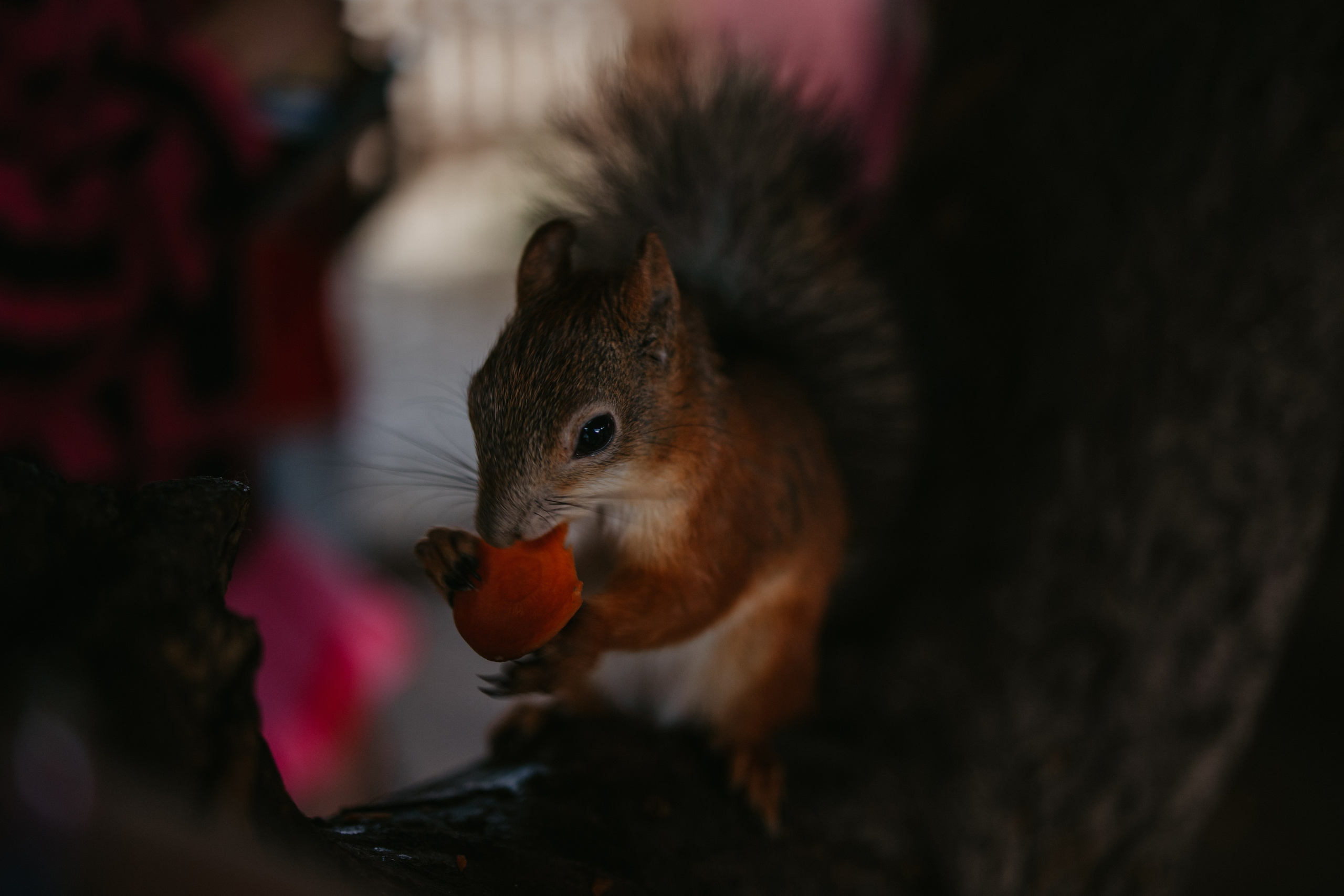 Лера 2 годика. Репортажный и портретный фотограф в Санктпетербурге. Видиосъемка мероприятий в Санкт-Петербурге