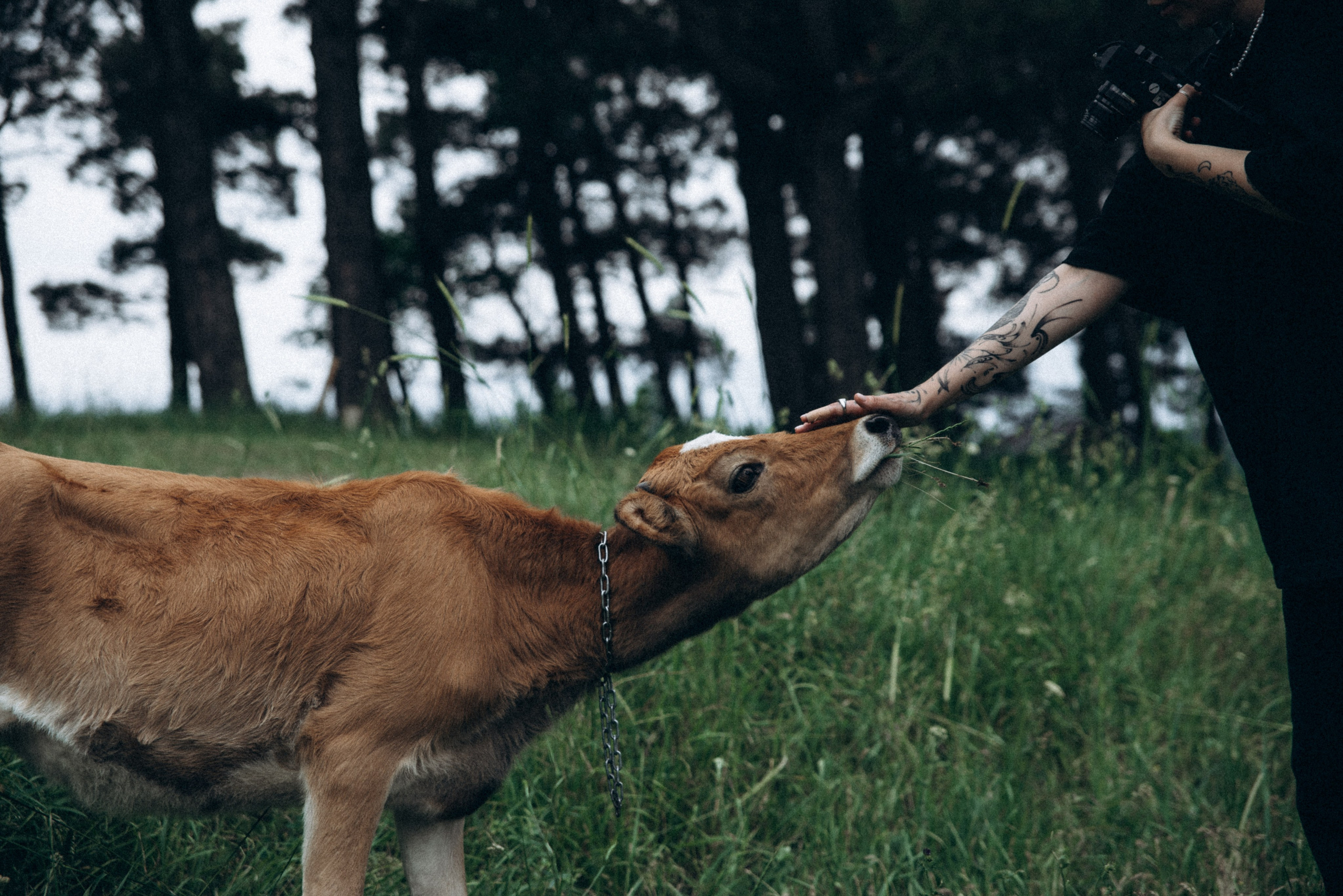 Медвежий приют, Мамкода, Грузия 🇬🇪 «Honey Trip». Anita_photo
