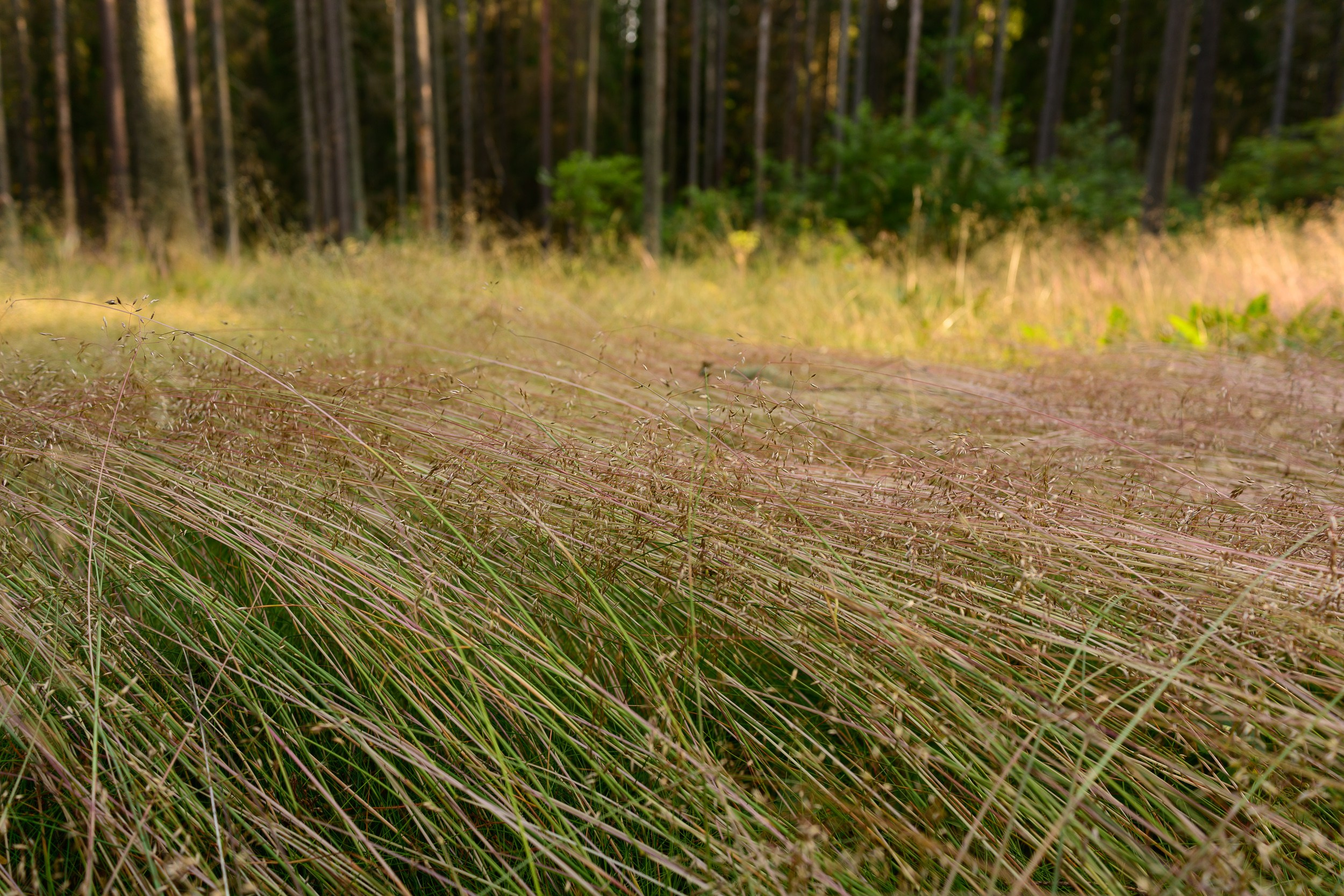 Лето. Опушка леса. Спокойная поникшая трава на закате.  Еще больше видовых фотографий в магазине.