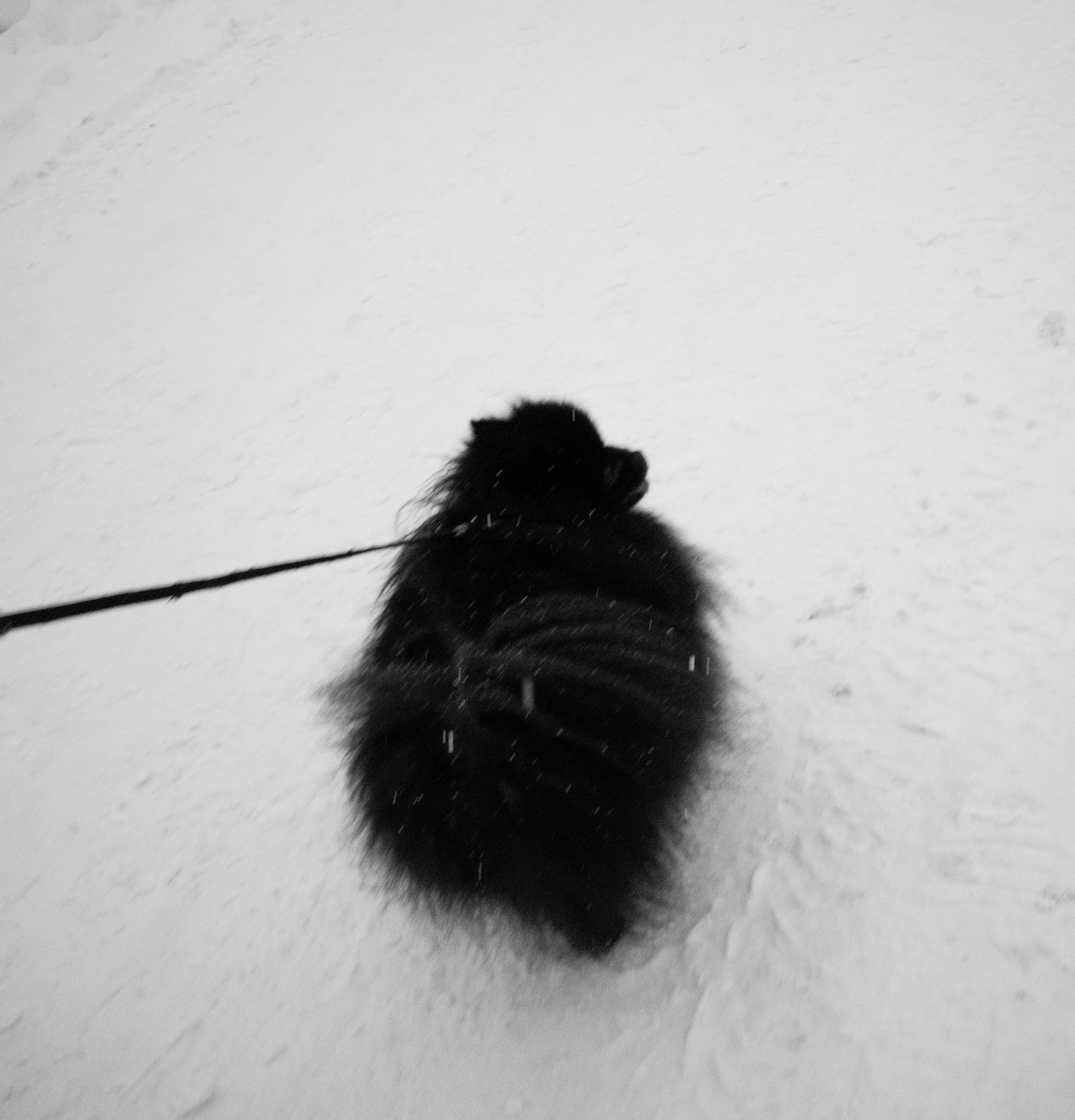 Собаки. Фотограф Александр Тихонов