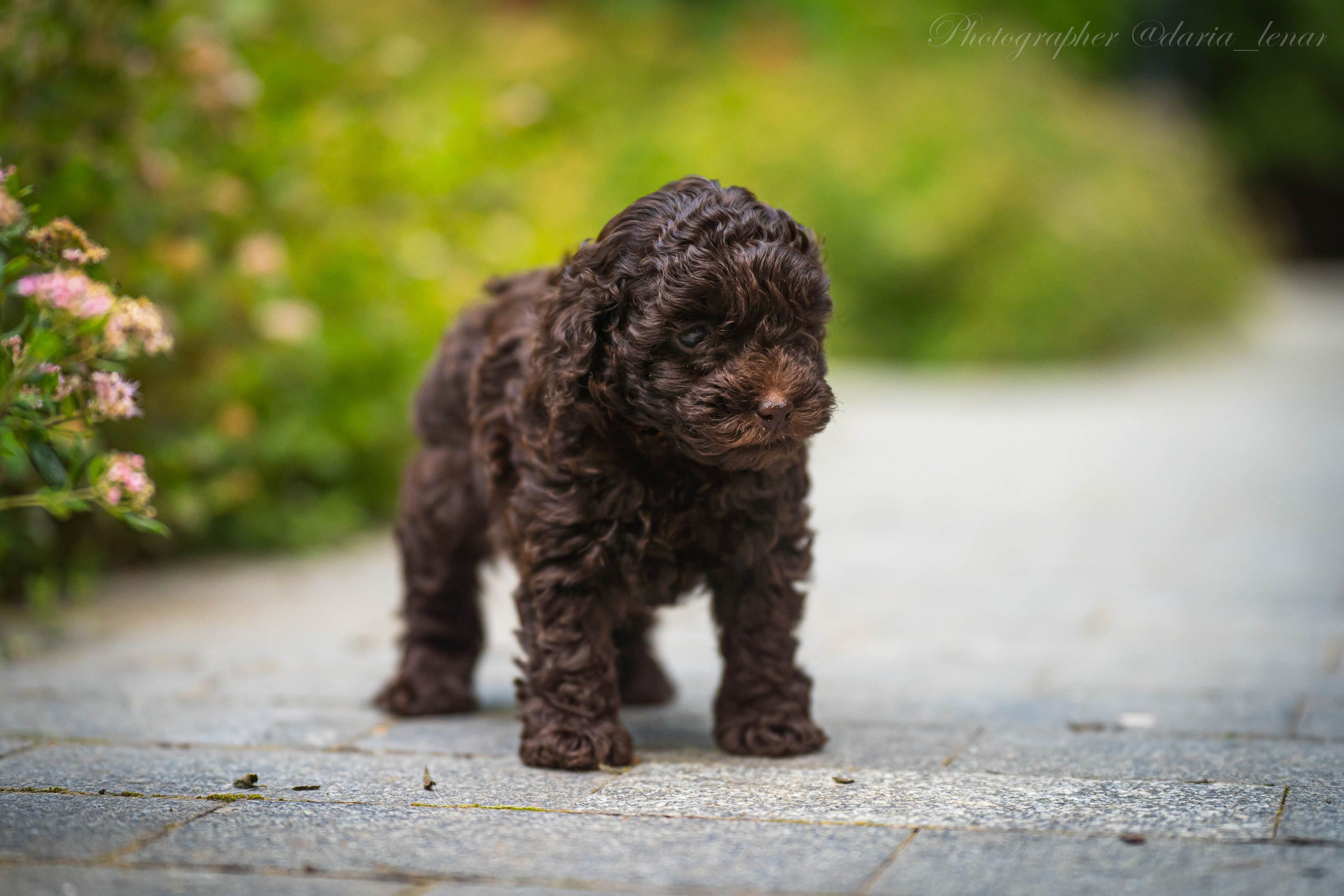 Питомник мини-пуделей. Фотограф в Москве Ленарская Дарья