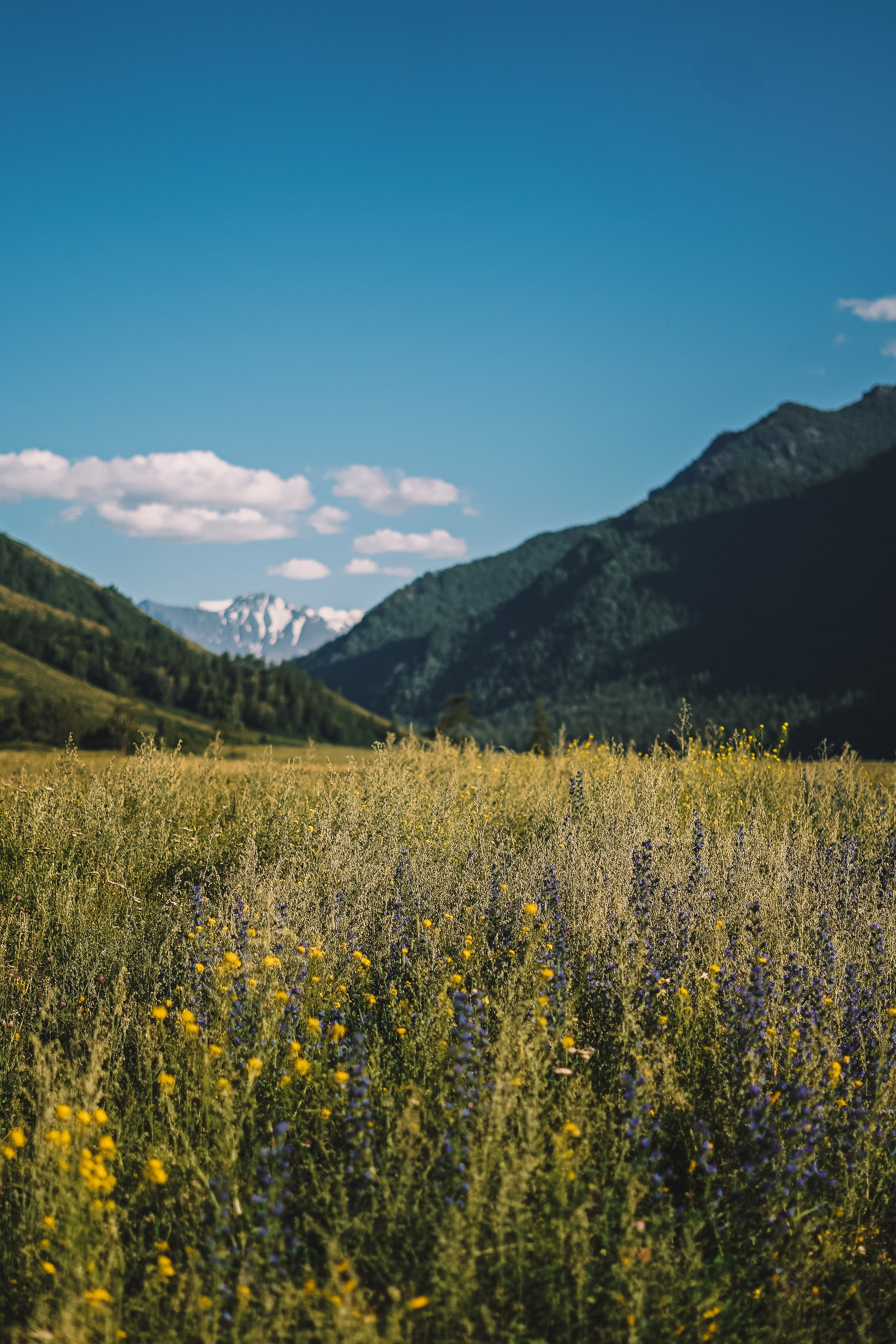 Алтай, поход к Белухе 2023. Фотограф Ольга Пучкова