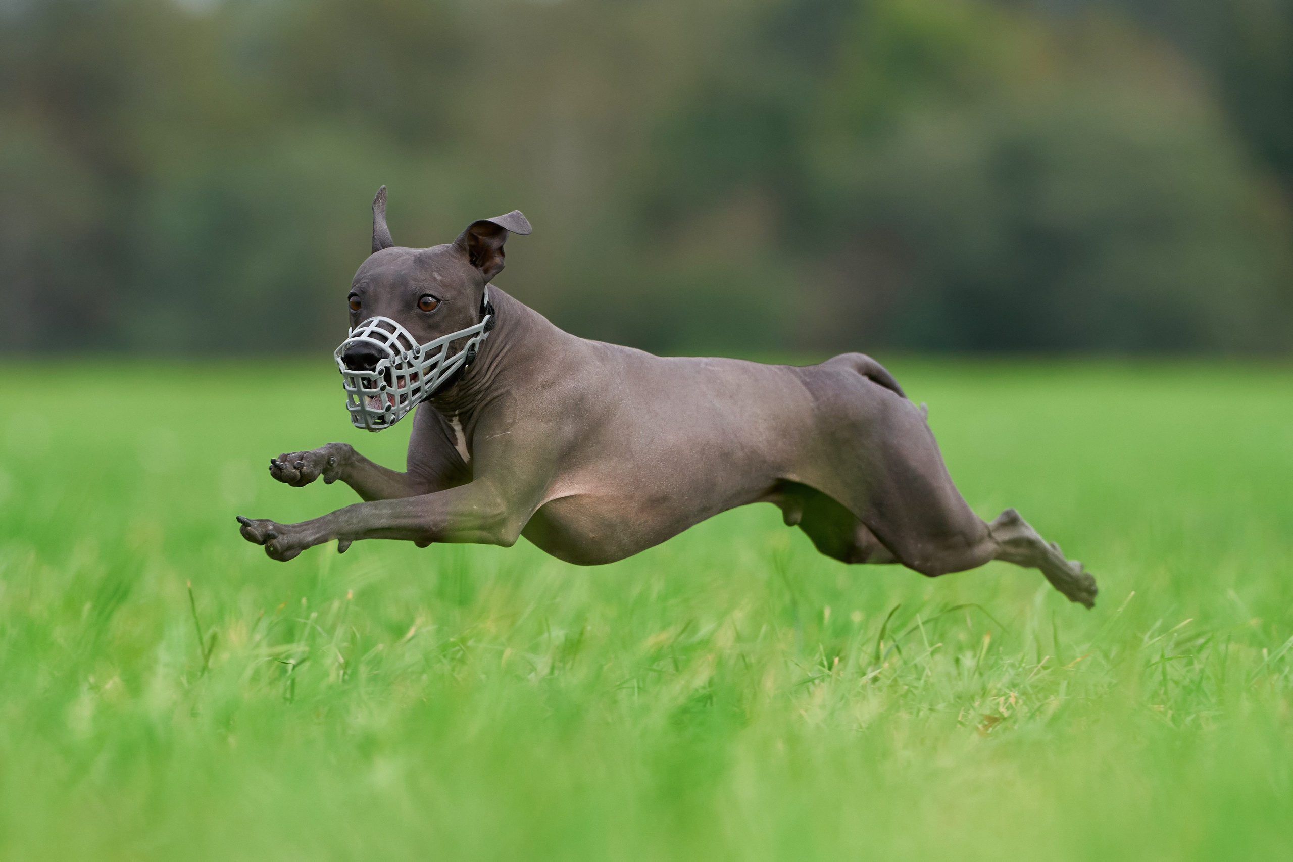 Репортажная съемка. Фотограф-анималист Михаил Манухин