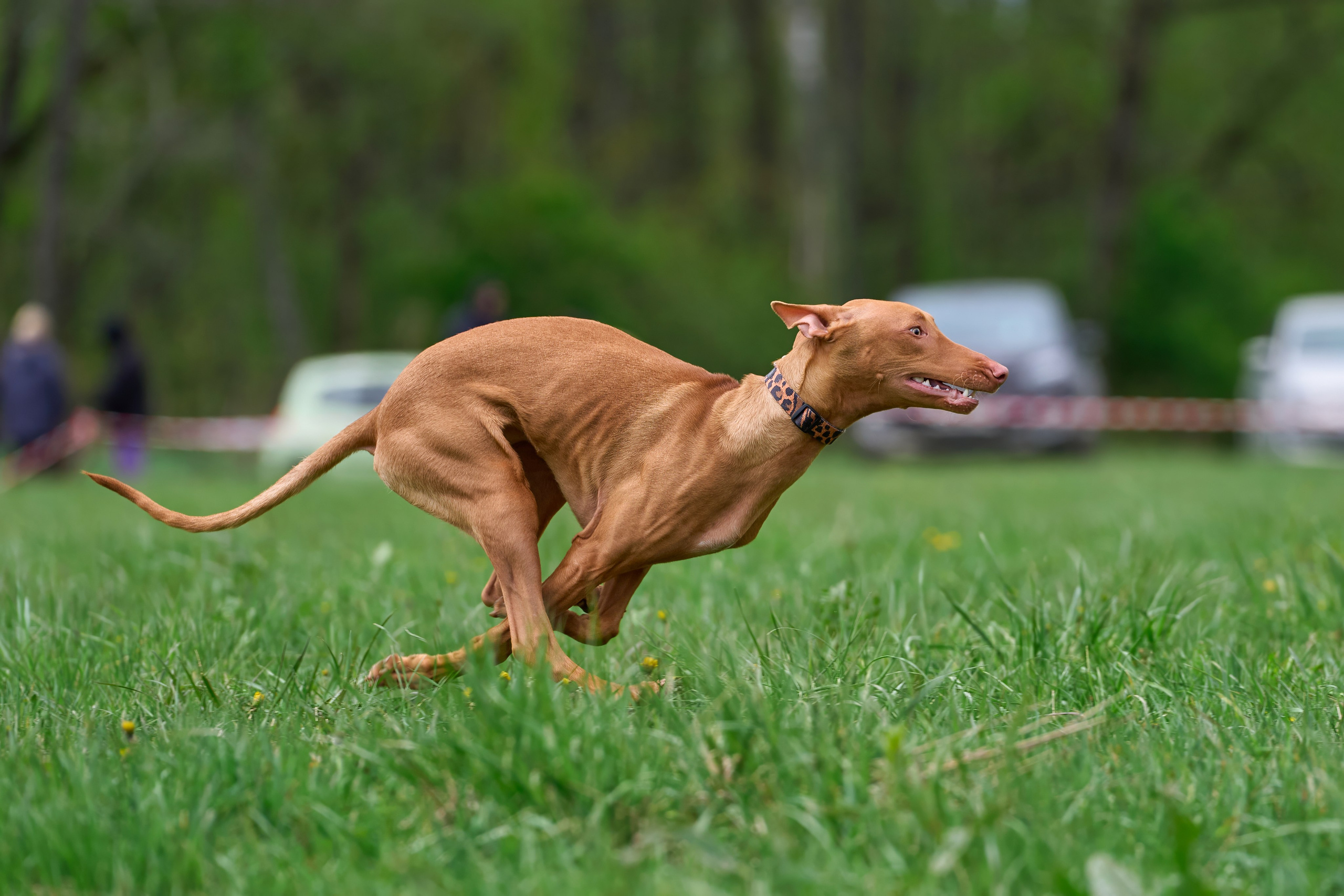 Тренировка по курсингу Донино. Фотограф-анималист Михаил Манухин