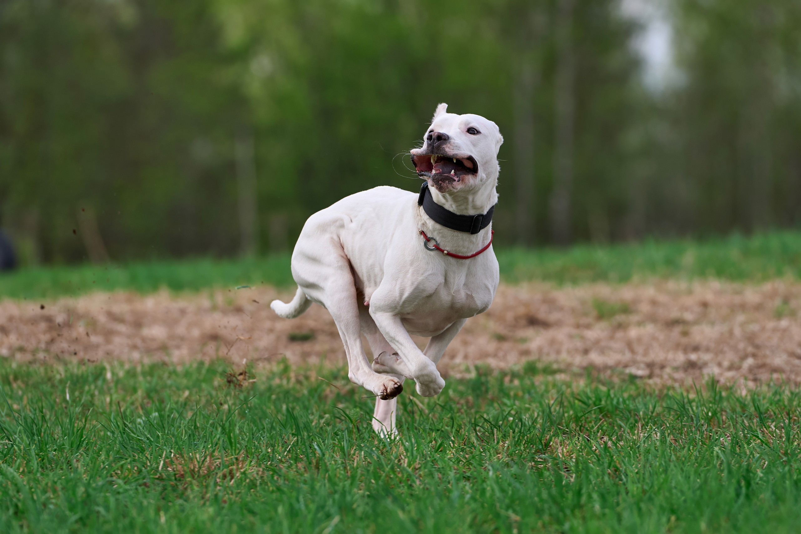 Репортажная съемка. Фотограф-анималист Михаил Манухин
