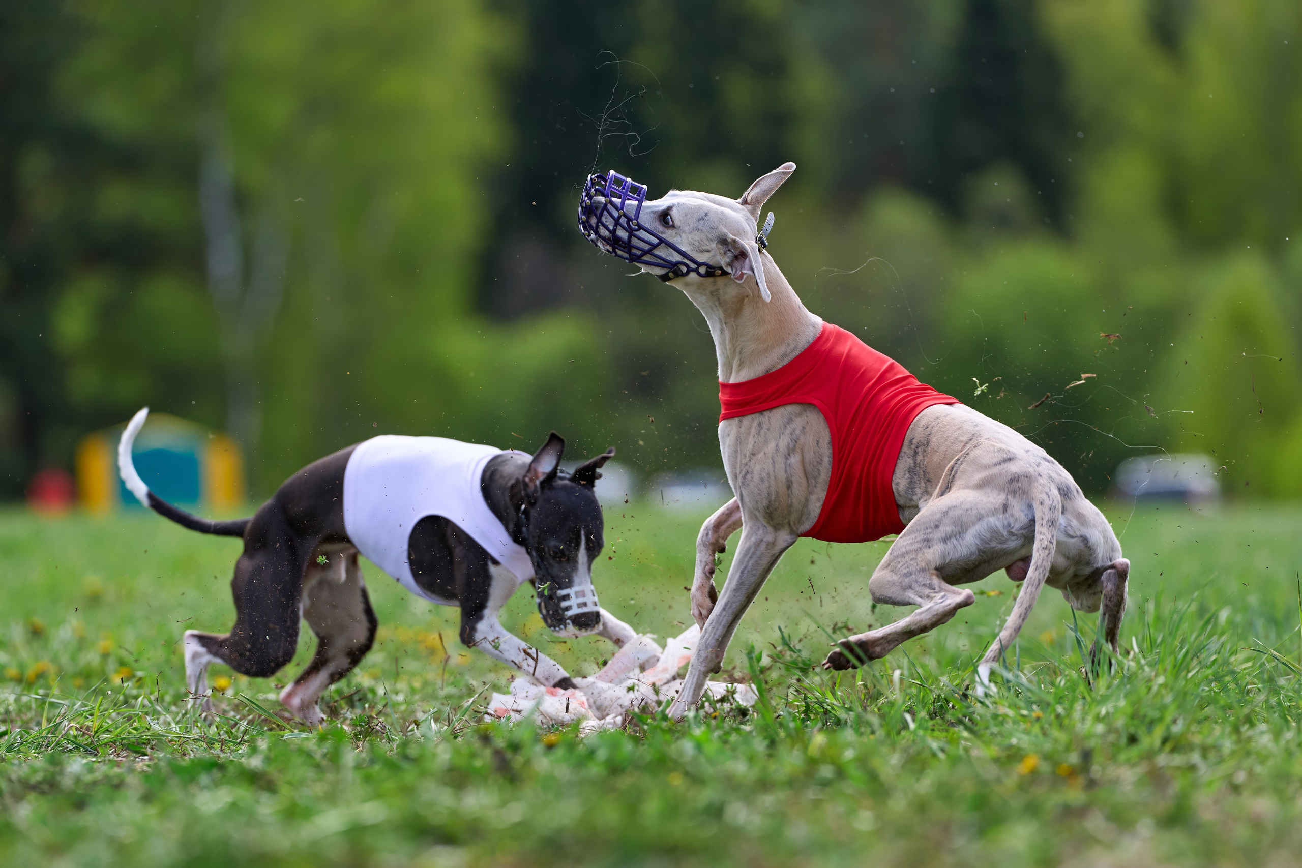 Репортажная съемка. Фотограф-анималист Михаил Манухин