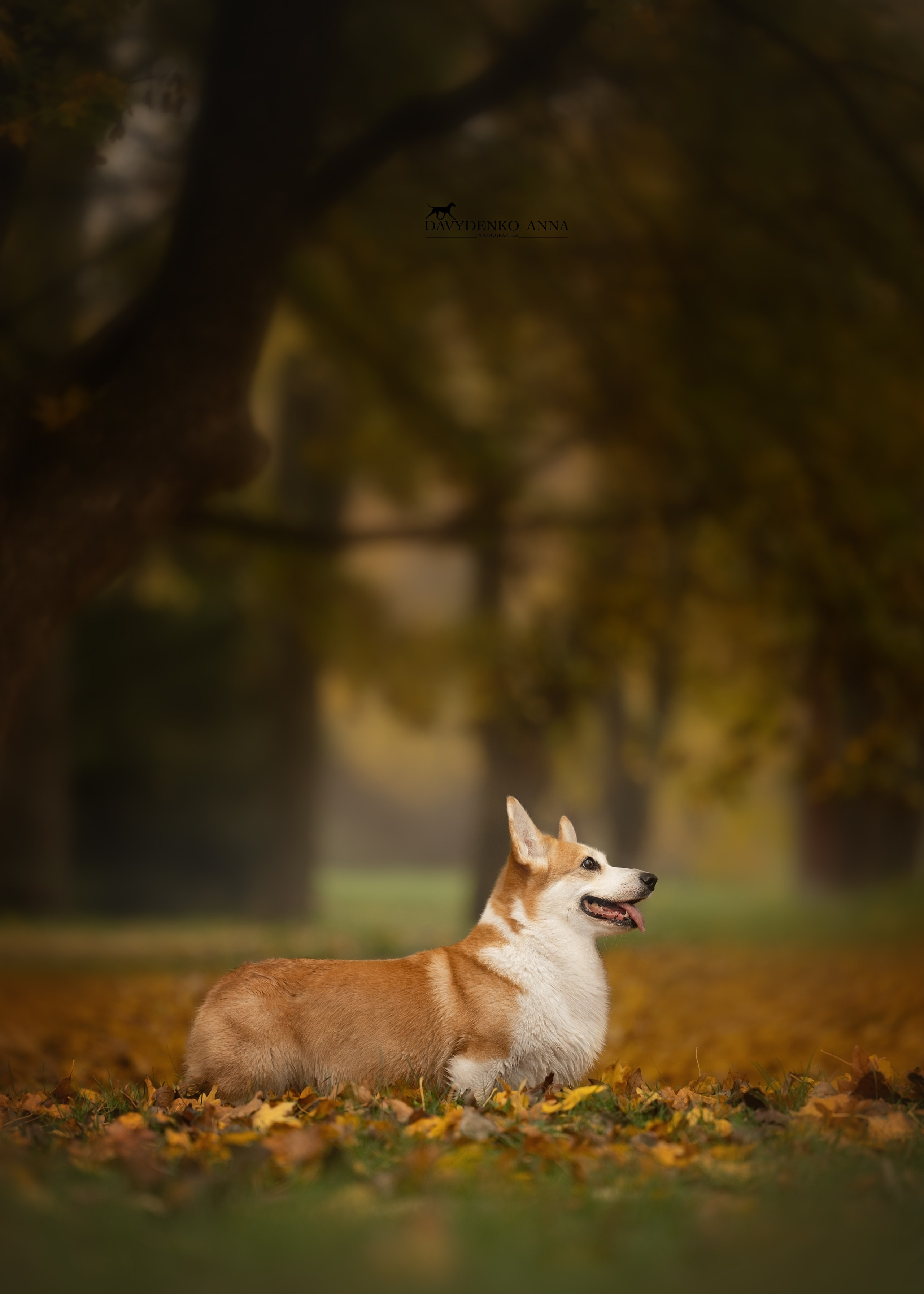 вельш корги пемброк фотограф анималист сочи