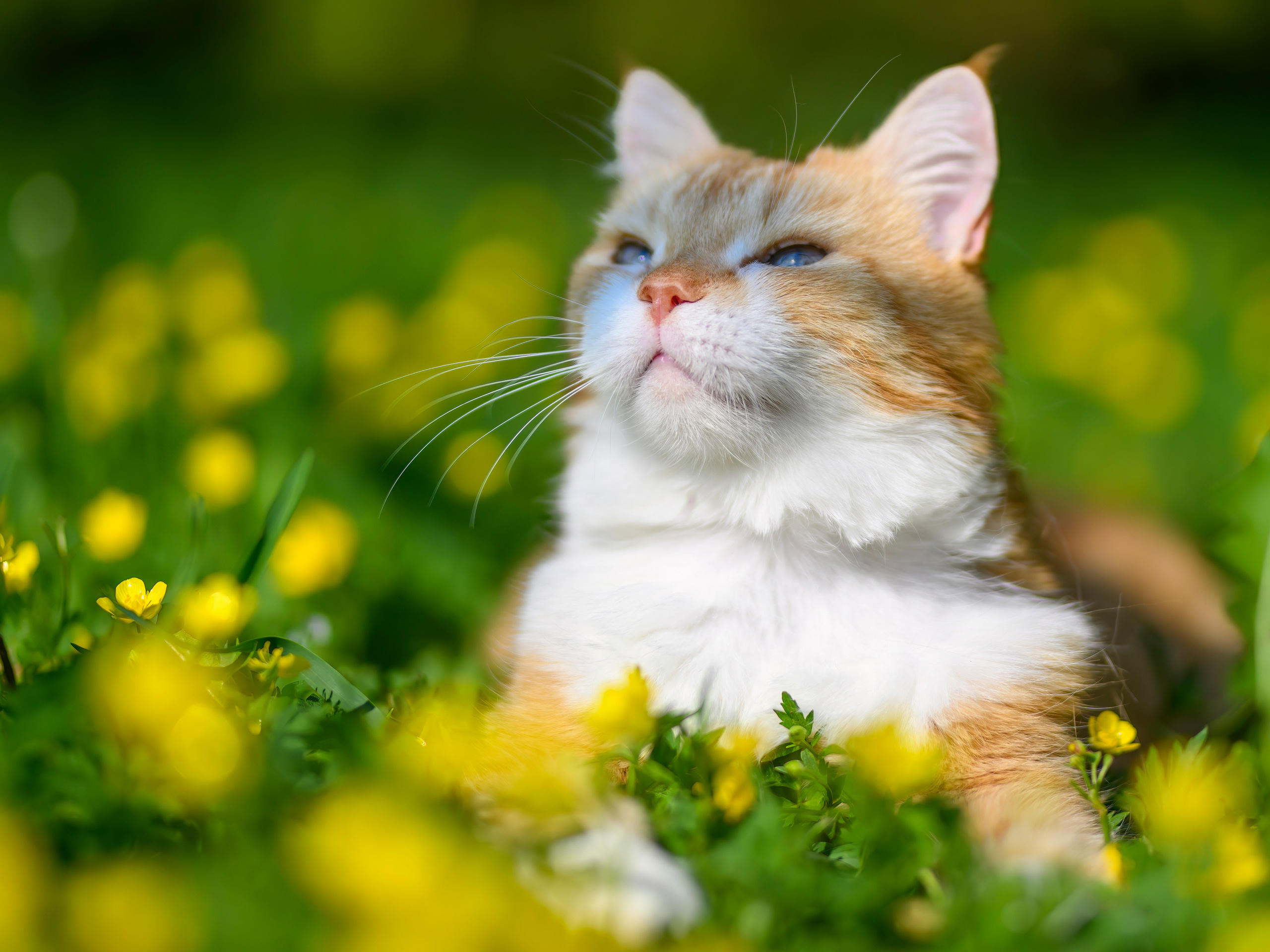 Рыжий!. Wildlife photography by Sergey Puponin