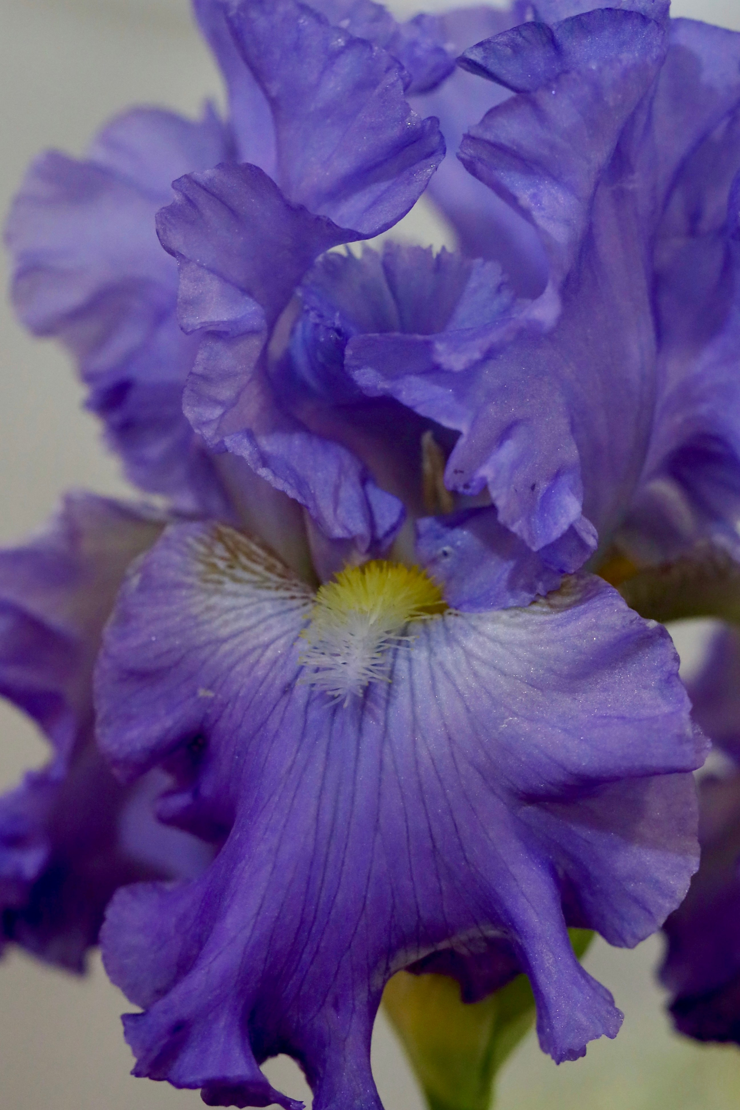 Фестиваль пионов и ирисов в Аптекарском огороде — июнь 2023. Фотосессии и репортаж — Фотограф в Москве — Рина Серёгина