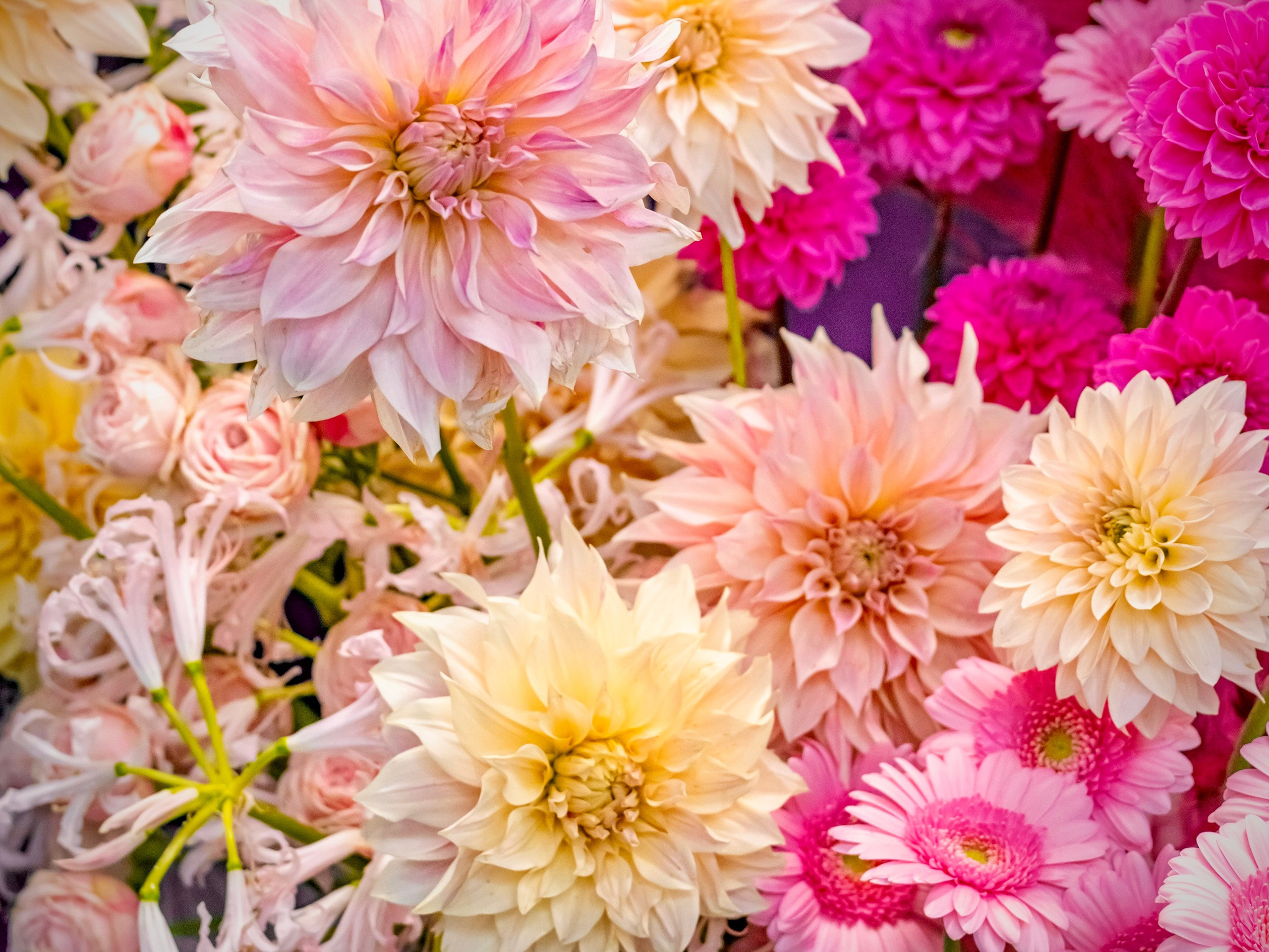 Цветы-Экспо 2023. Фотосессии и репортаж — Фотограф в Москве — Рина Серёгина