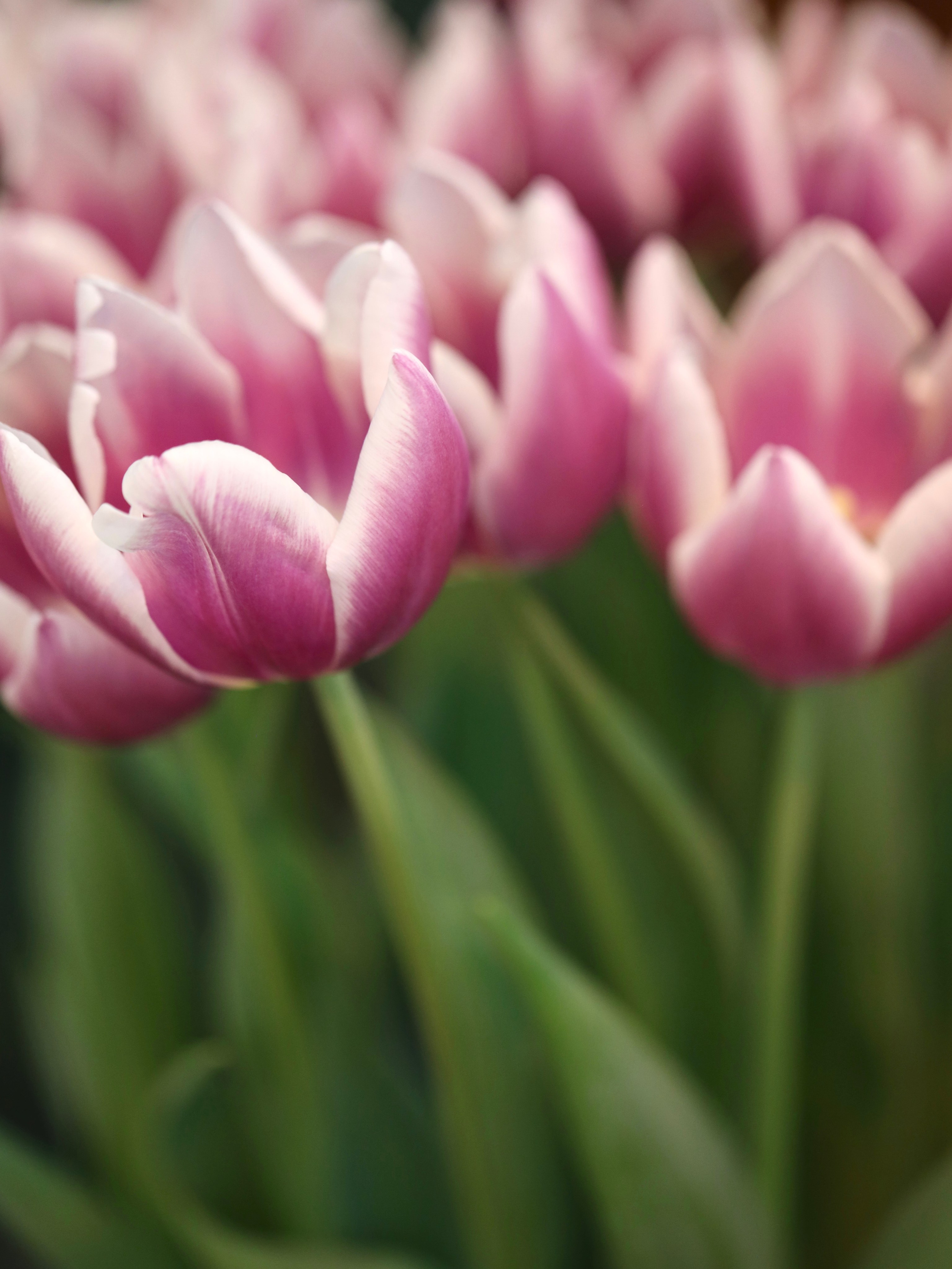 Весенние цветы. Фотосессии и репортаж — Фотограф в Москве — Рина Серёгина