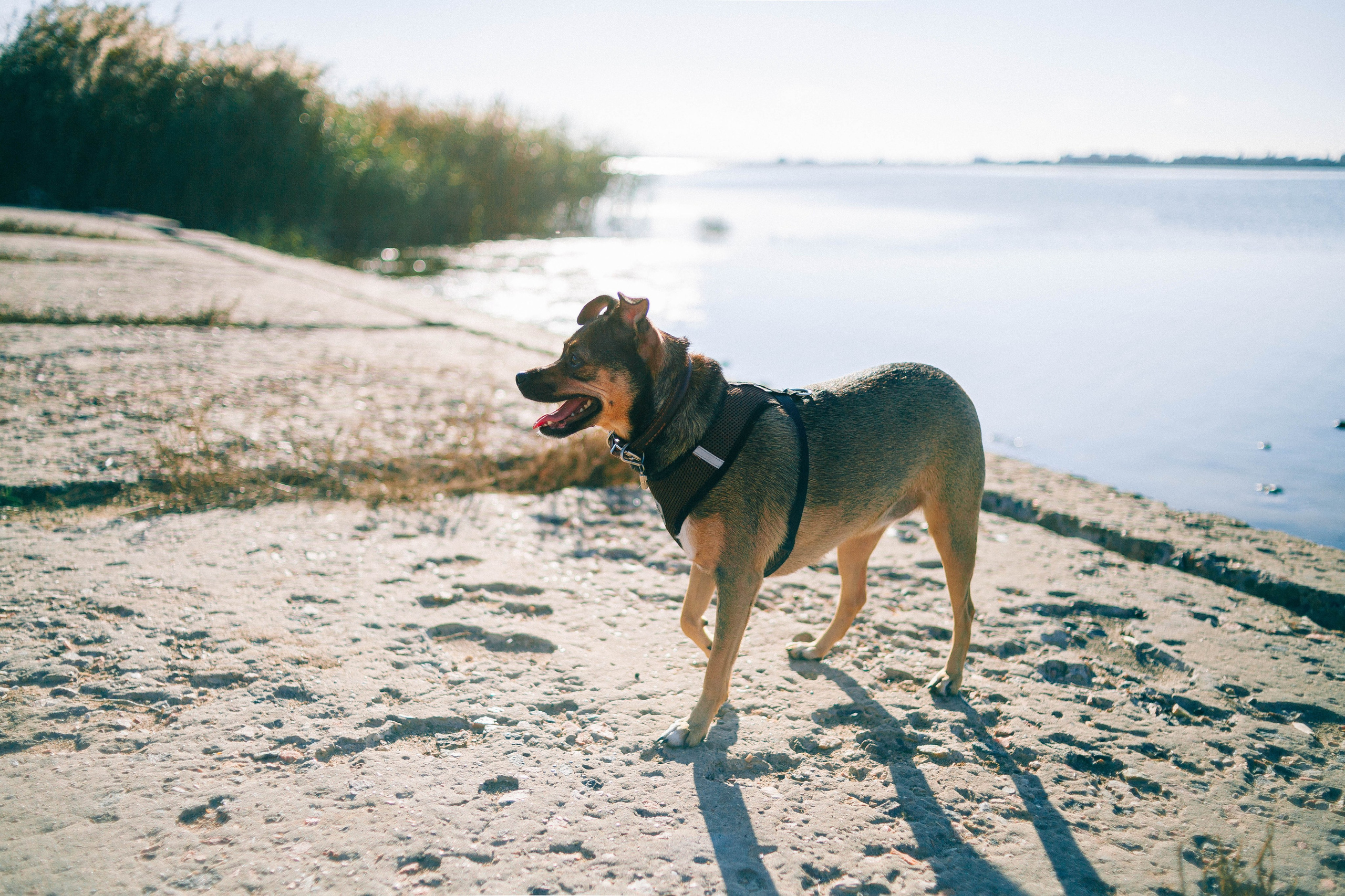 Животные | Евпатория. Живые истории: Фотограф в Евпатории, Крыму и Севастополе