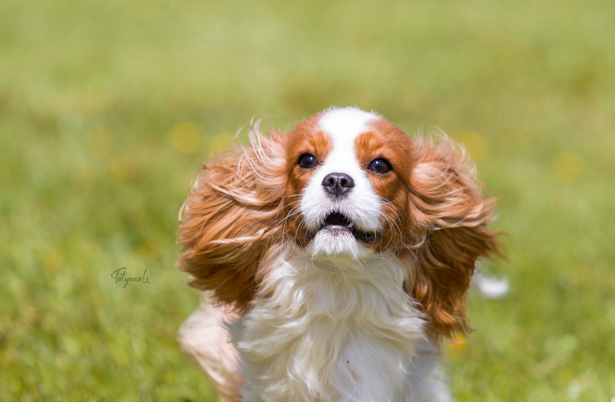 Фотограф — анималист Татьяна Ли