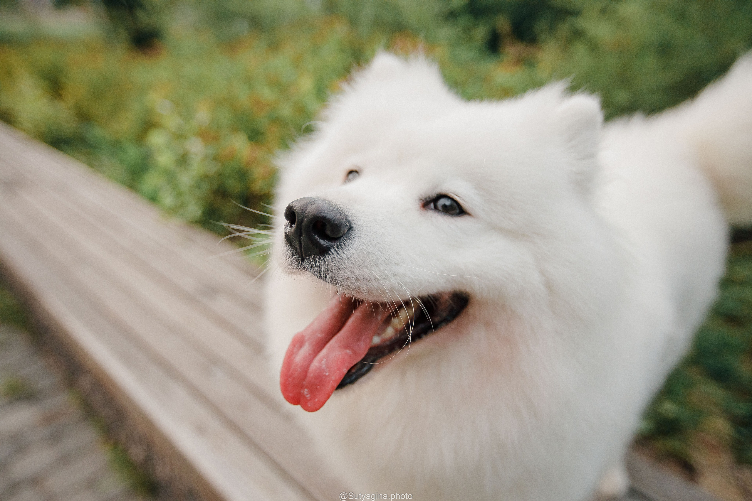 Самоед Рея. Свадебный и женский фотограф