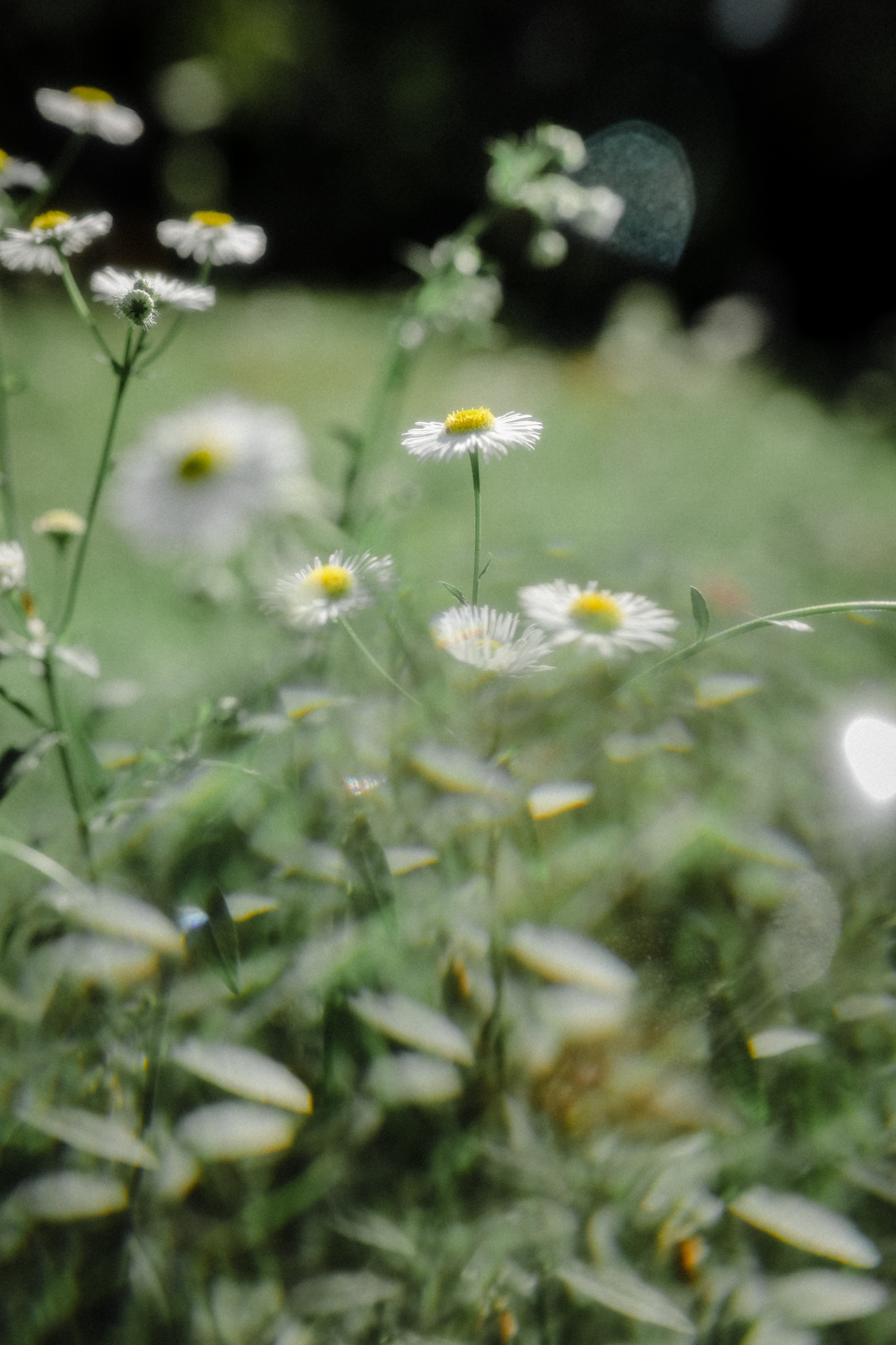 Под летним солнцем. Свадебный и семейный фотограф в Варшаве