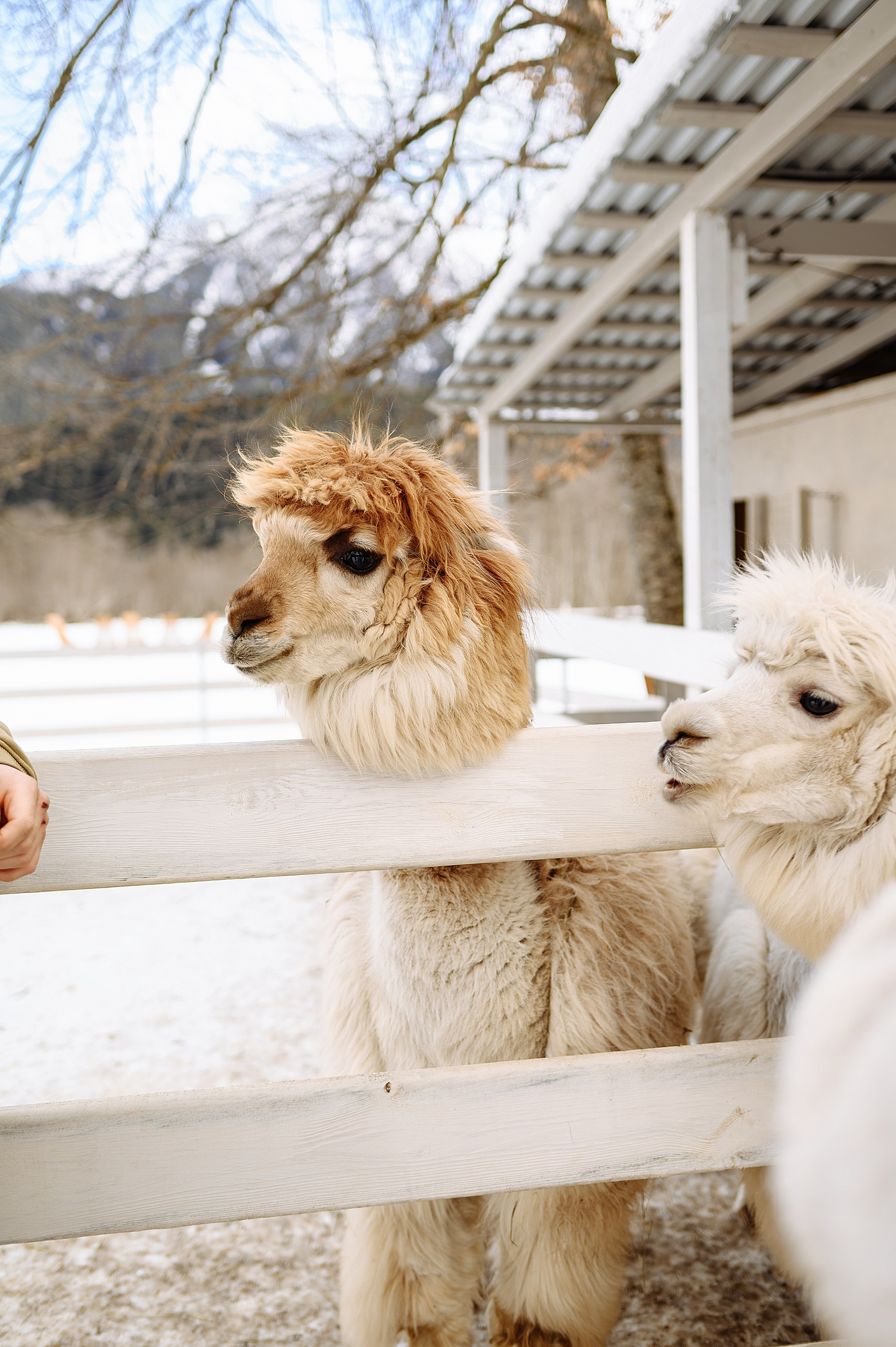 Архыз 21-22.12.2024. Свадебный и семейный фотограф в Ростове-на-Дону Алина Астахова