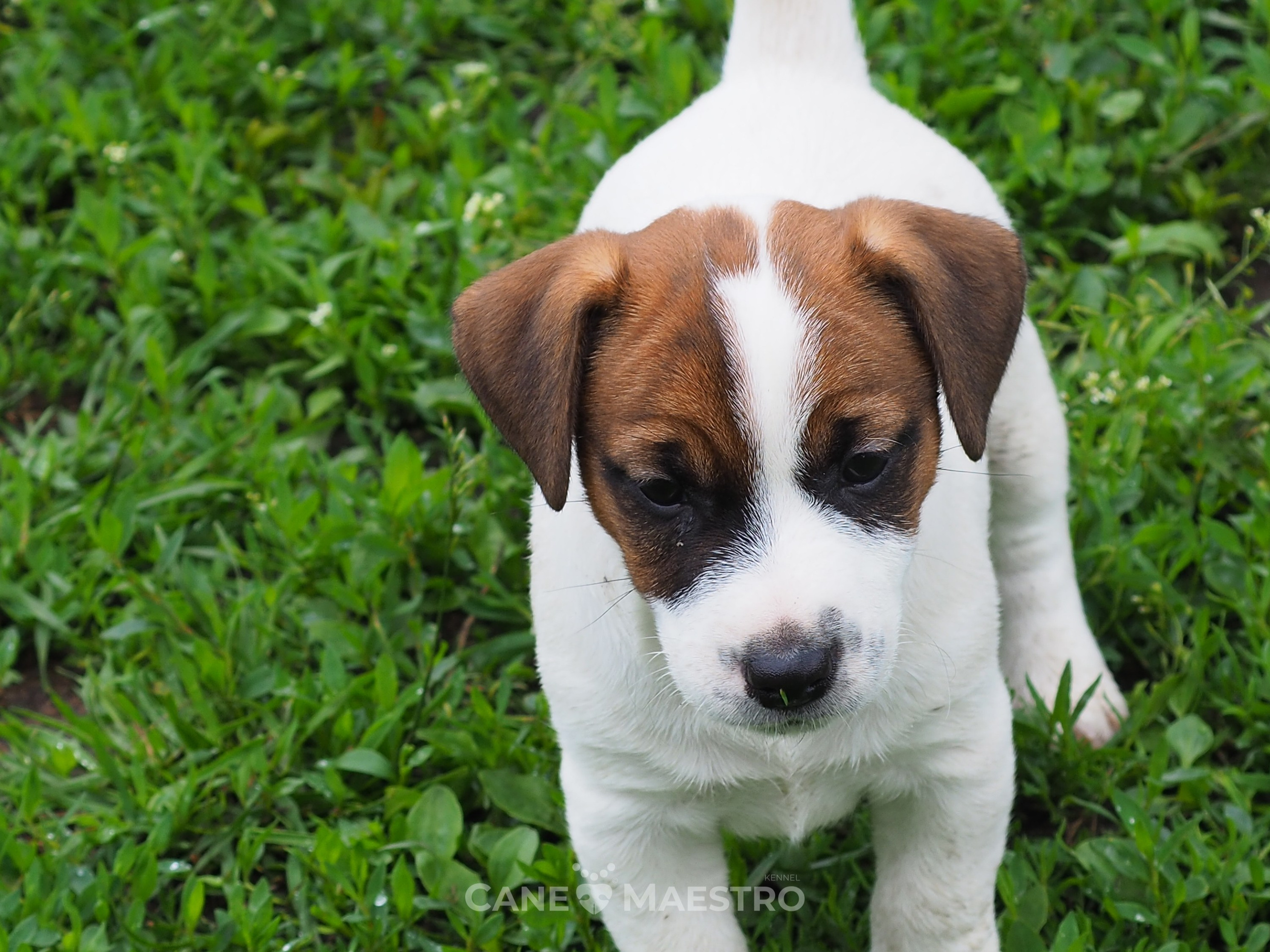 Ш_MALE_1_SHAMPAN. CANE MAESTRO — kennel Jack Russell Terrier
