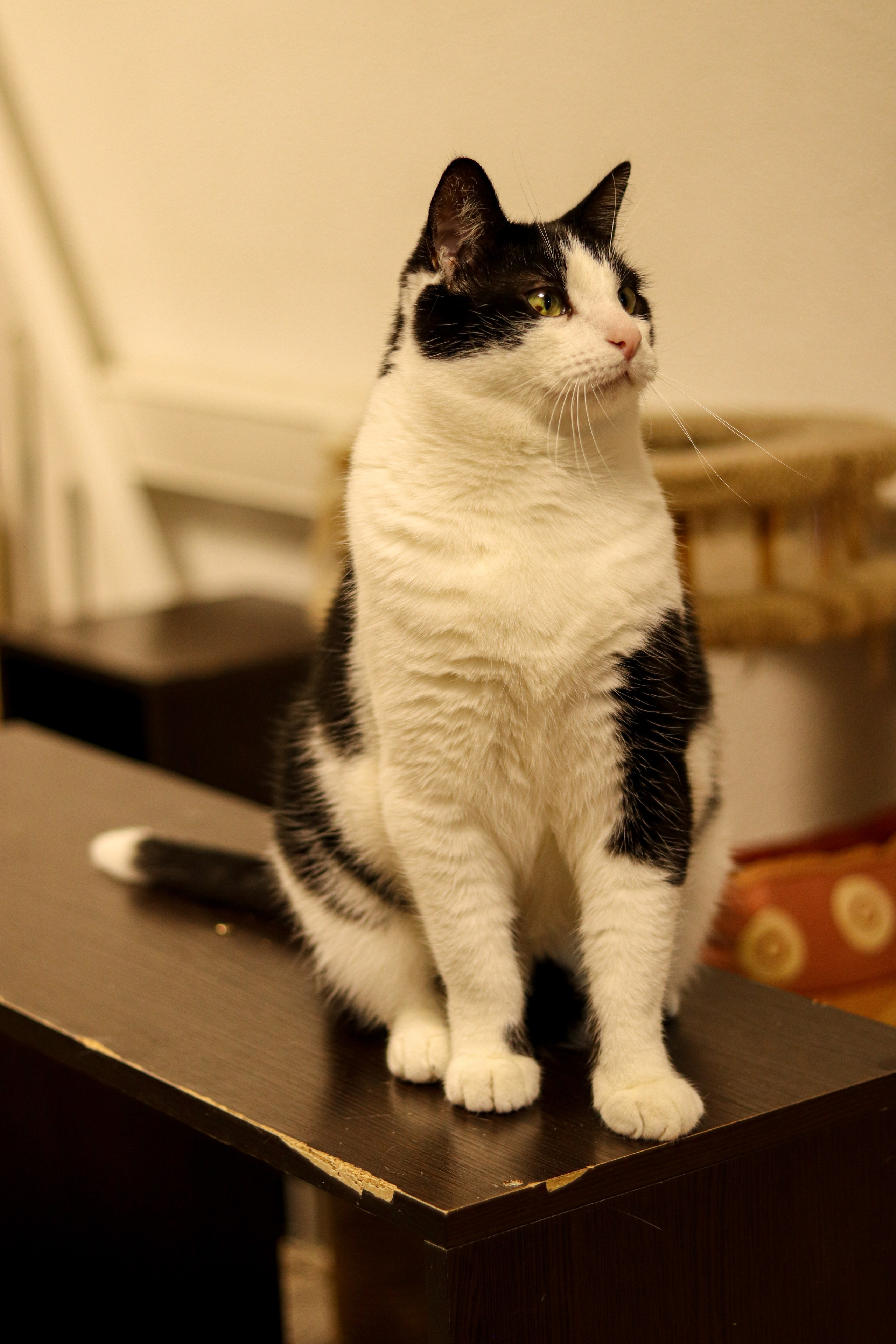 Петербургский дом кота (27 июня 2024). Ивентный фотограф в Санкт-Петербурге Олег Комков