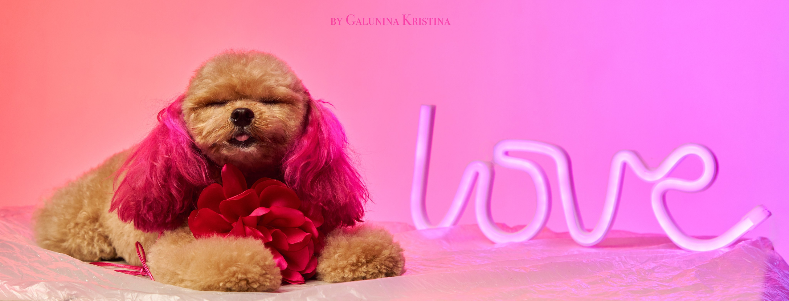 Фото с животными альбом. Фотограф в Москве — Галунина Кристина