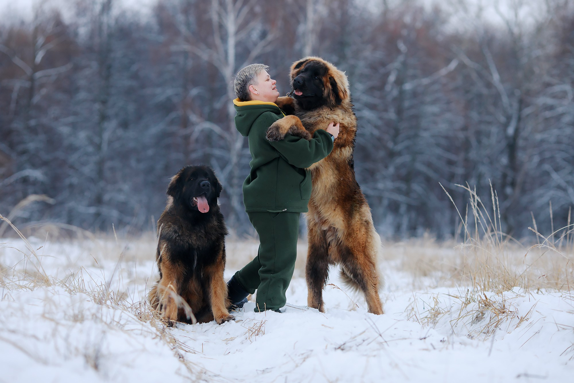 Леоненбергеры. Фотограф-анималист Mary Mart — Москва, Питер
