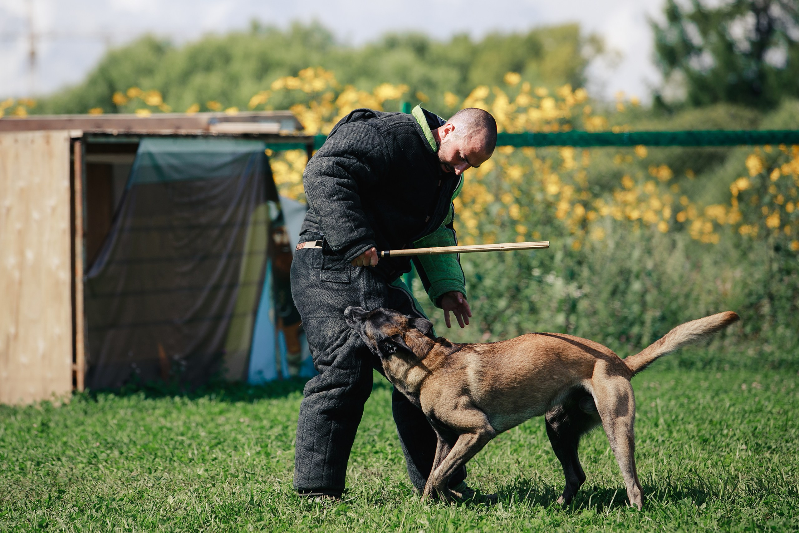 Мондьоринг М1, М2, М3, Вологда. Фотограф-анималист Mary Mart — Москва, Питер