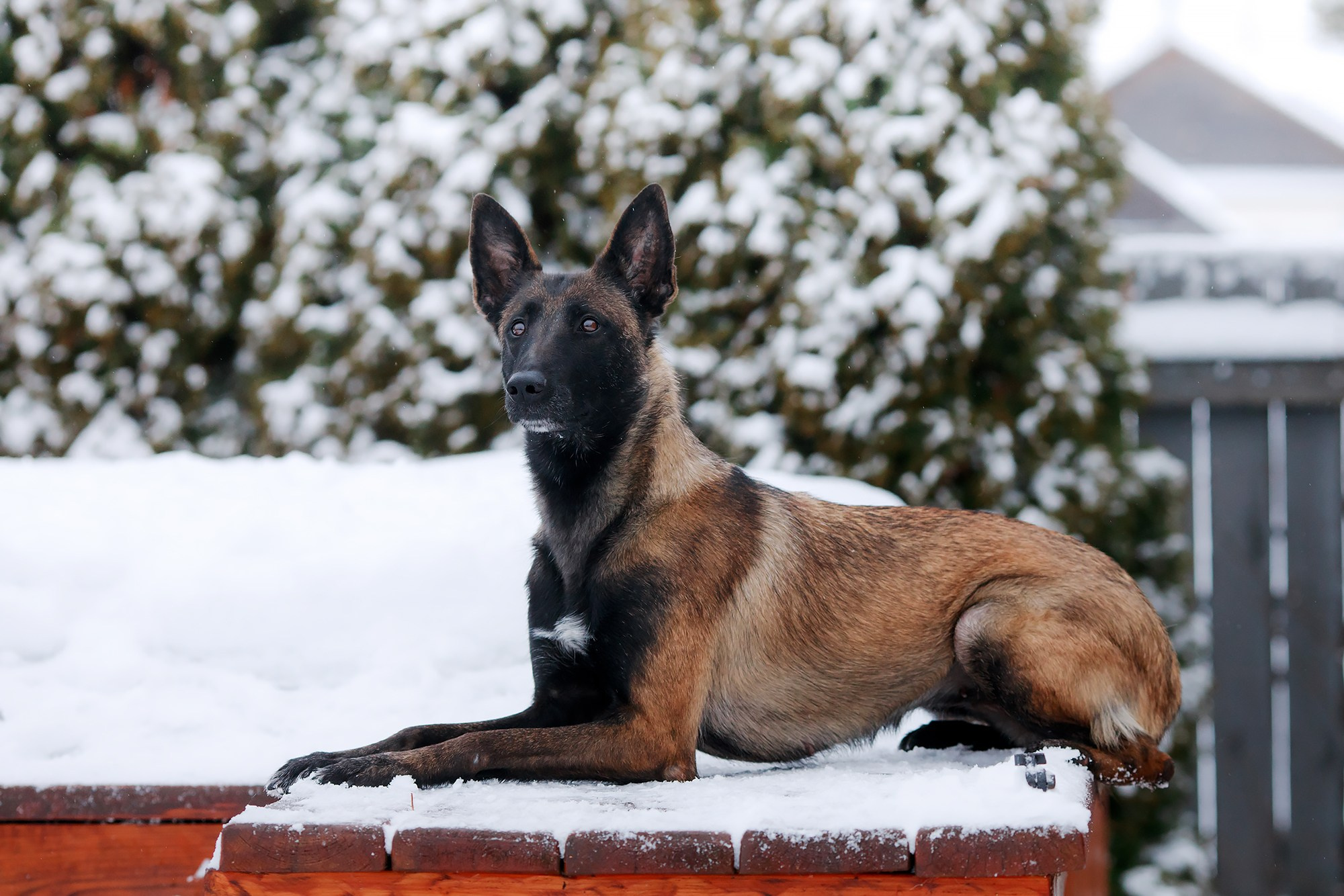 Зимние портреты. Фотограф-анималист Mary Mart — Москва, Питер